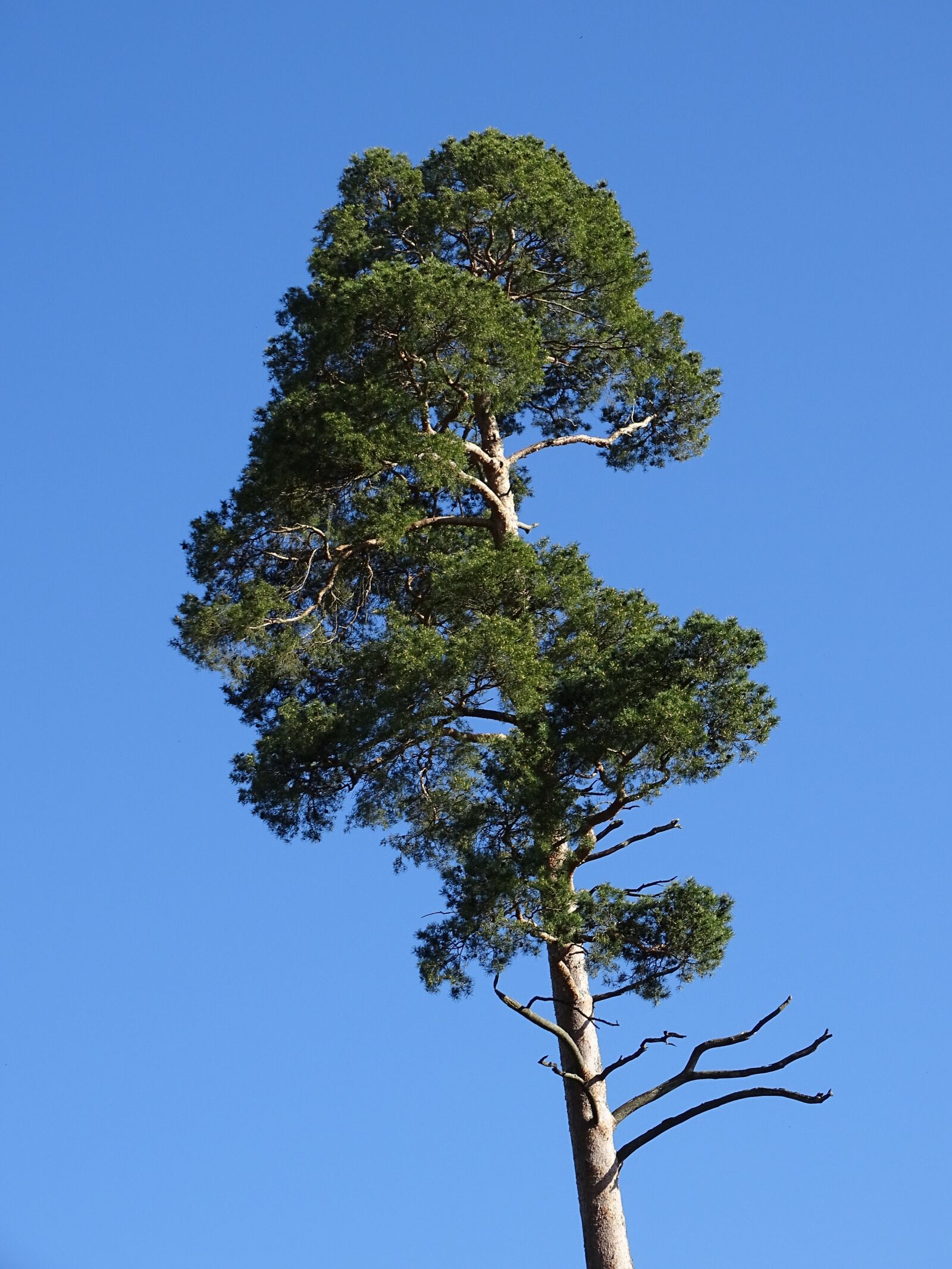 Sony Cyber-shot DSC-HX400V sample photo. Forest pine, tree, pine photography