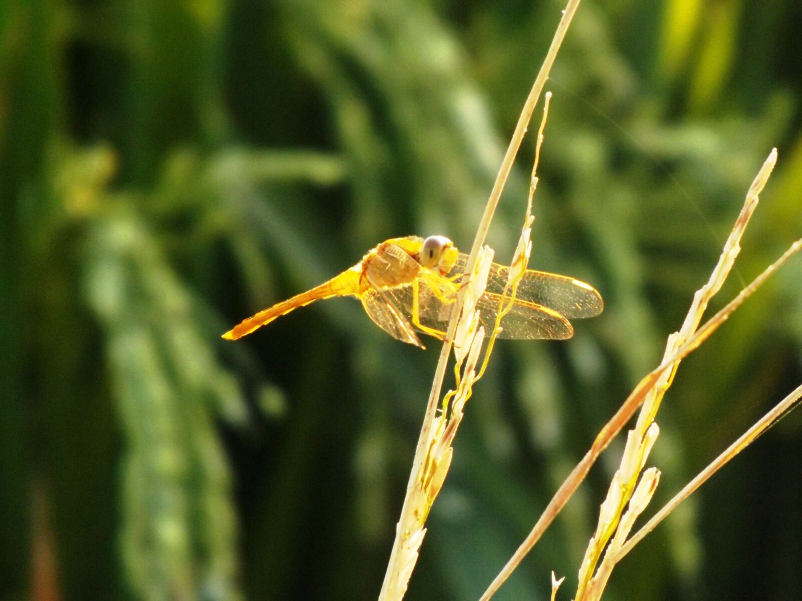 Fujifilm FinePix SL310 sample photo. Dragonfly, yellow, field photography