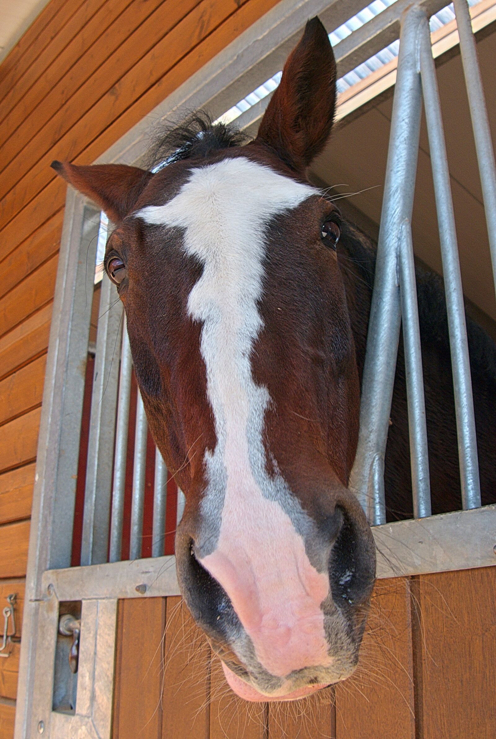 Panasonic Lumix DMC-G6 sample photo. Horse, horse head, reiter photography