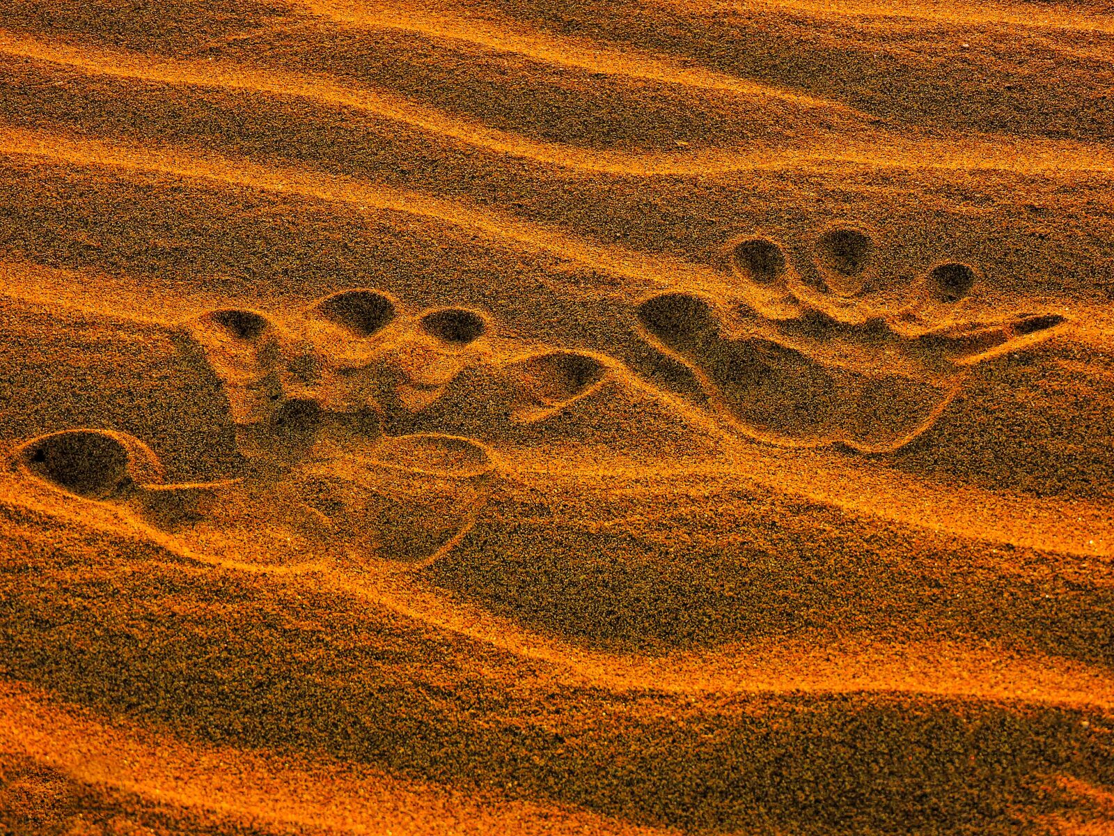Nikon Coolpix P600 sample photo. Desert, sand, dry photography