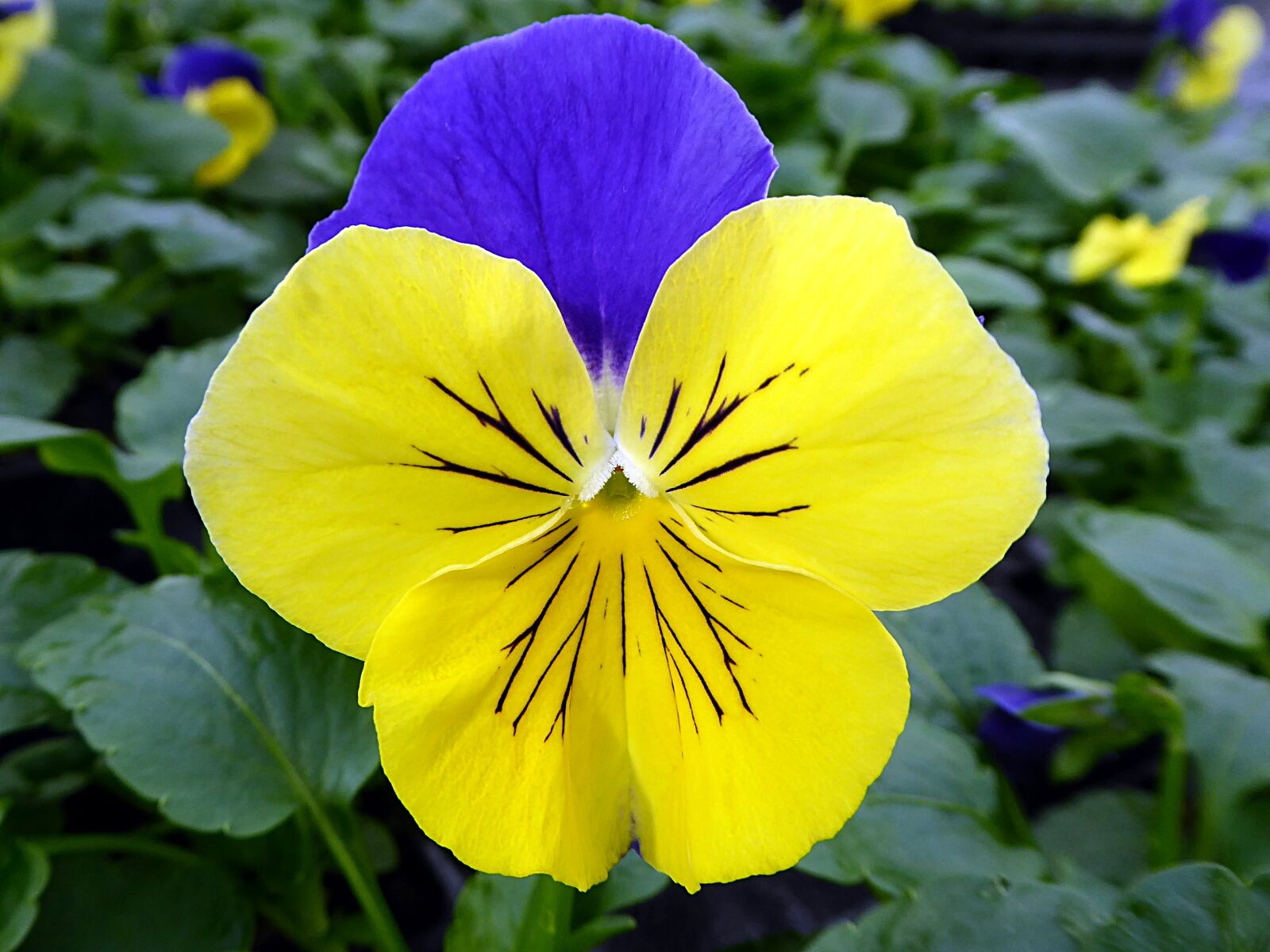 Panasonic Lumix DMC-ZS50 (Lumix DMC-TZ70) sample photo. Flower, thinking, viola photography