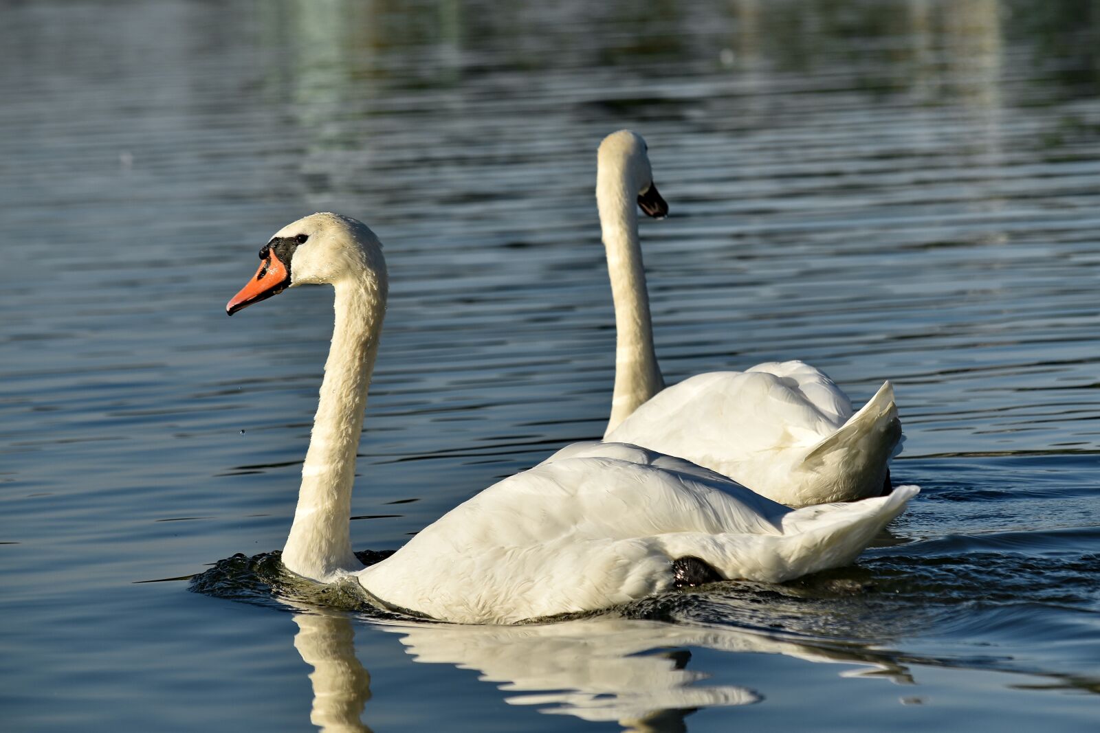 Nikon D5500 sample photo. Birds, pair, romance, swan photography