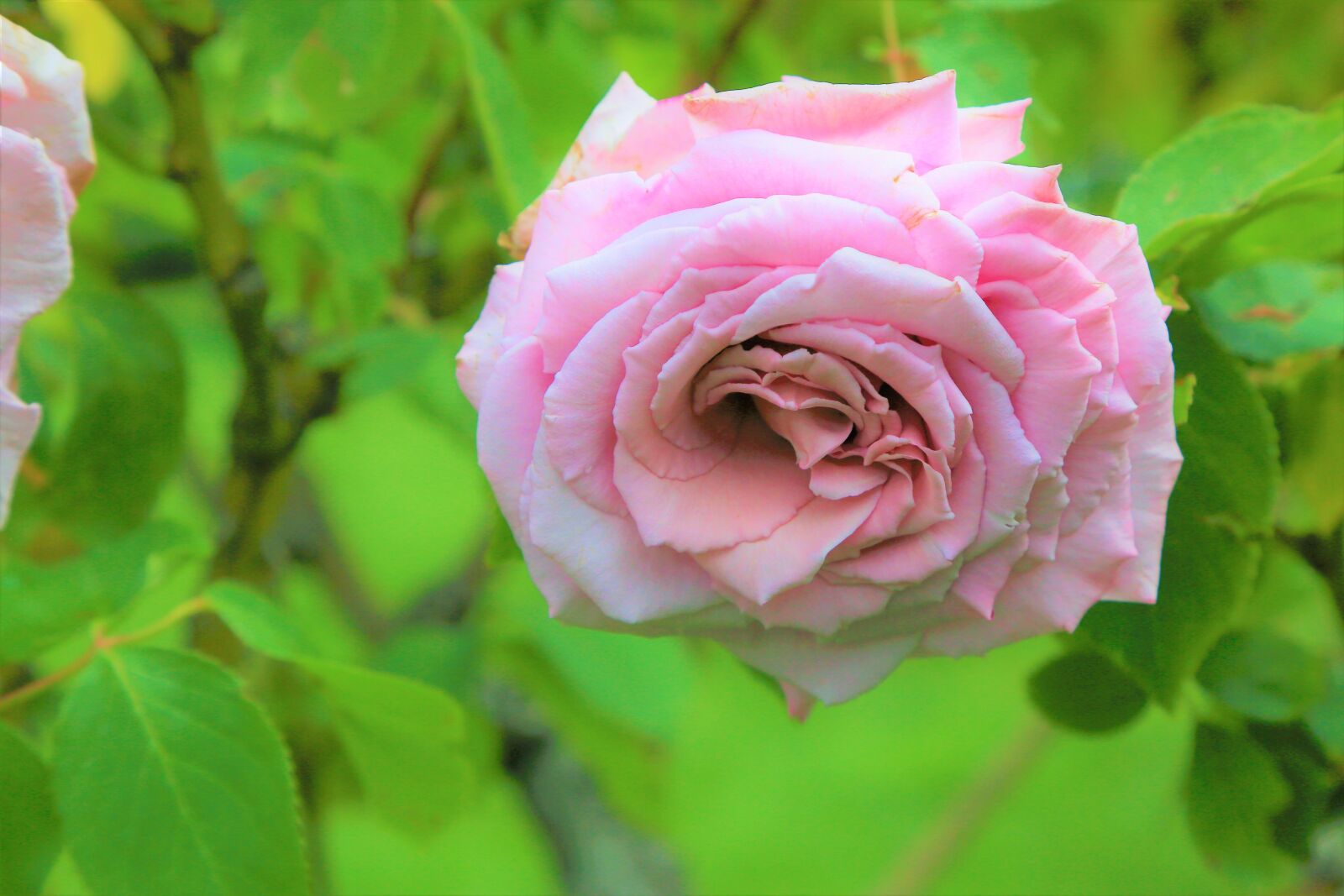 Canon EF 24-105mm F4L IS USM sample photo. Rose, spring, nature photography