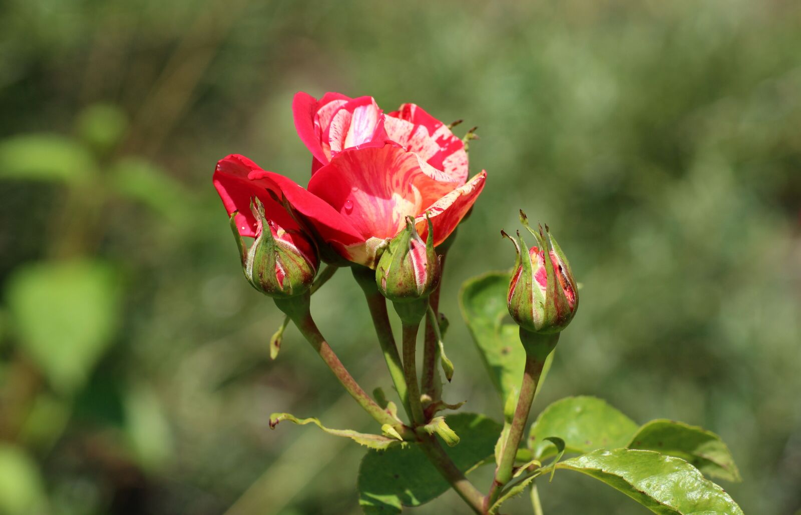 Canon EOS 1200D (EOS Rebel T5 / EOS Kiss X70 / EOS Hi) sample photo. Flower, rose, flowering photography