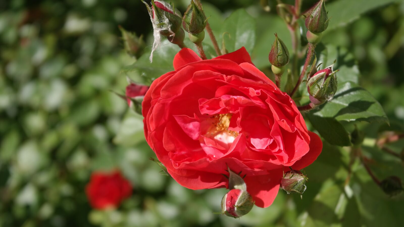 Samsung NX300 sample photo. Rose, garden, flower photography