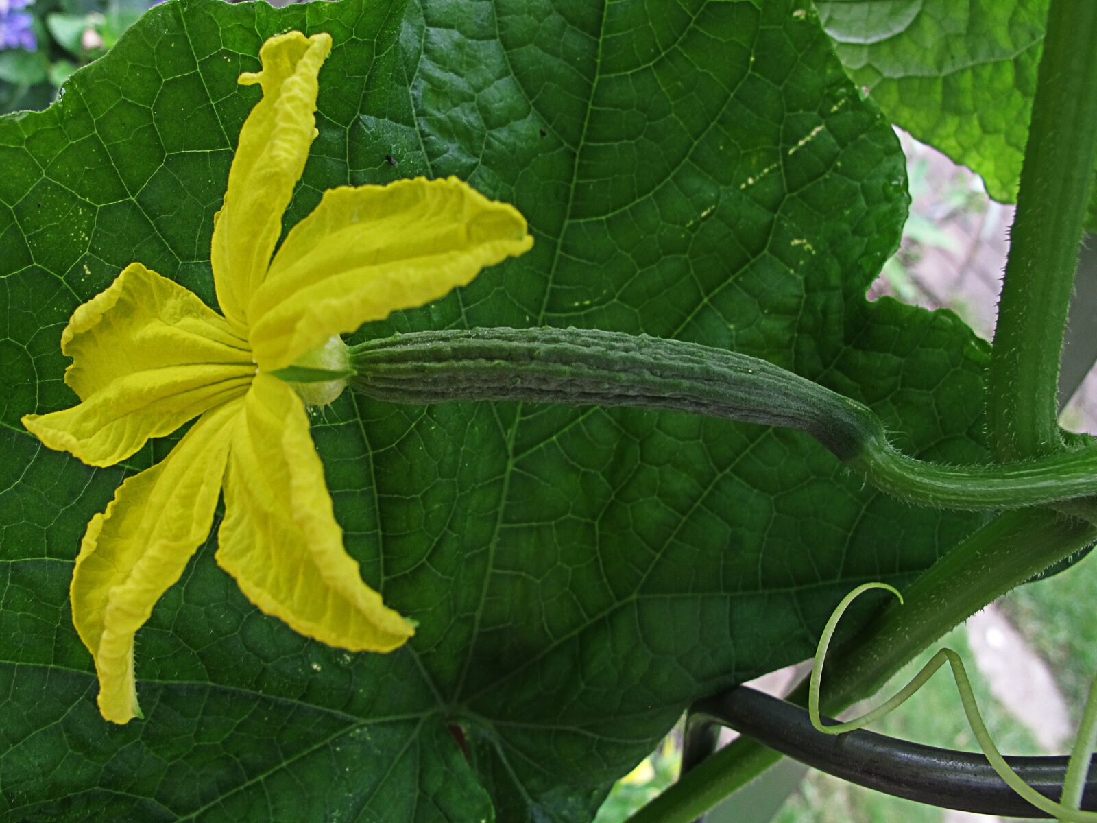 Canon PowerShot G12 sample photo. Garden cucumber, cucumber, cucumber photography