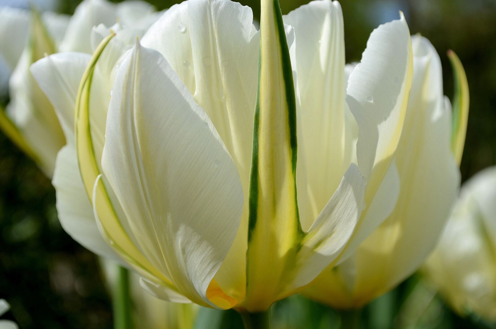 Nikon D5100 sample photo. Tulip, white, green photography