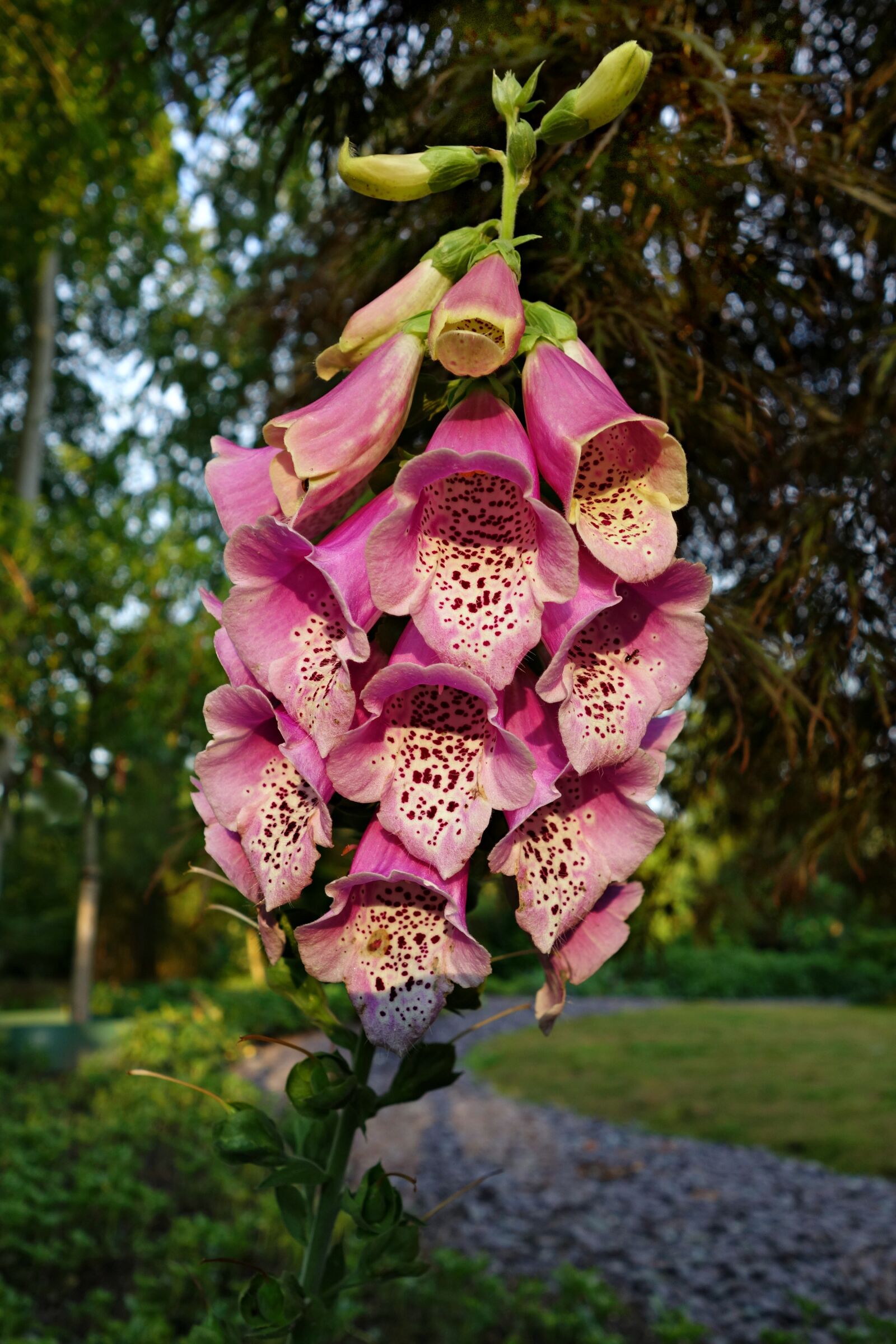 Sony Cyber-shot DSC-RX100 sample photo. Foxglove, flower, purpurea photography