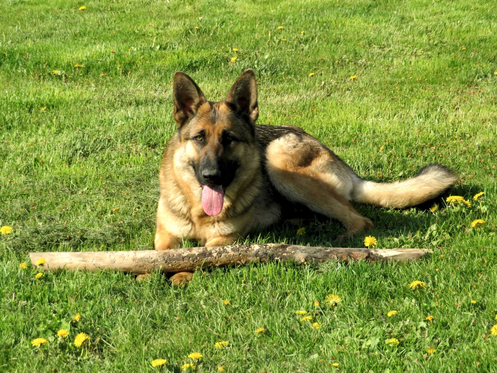Canon PowerShot SX720 HS sample photo. Dog, german shepherd, tongue photography