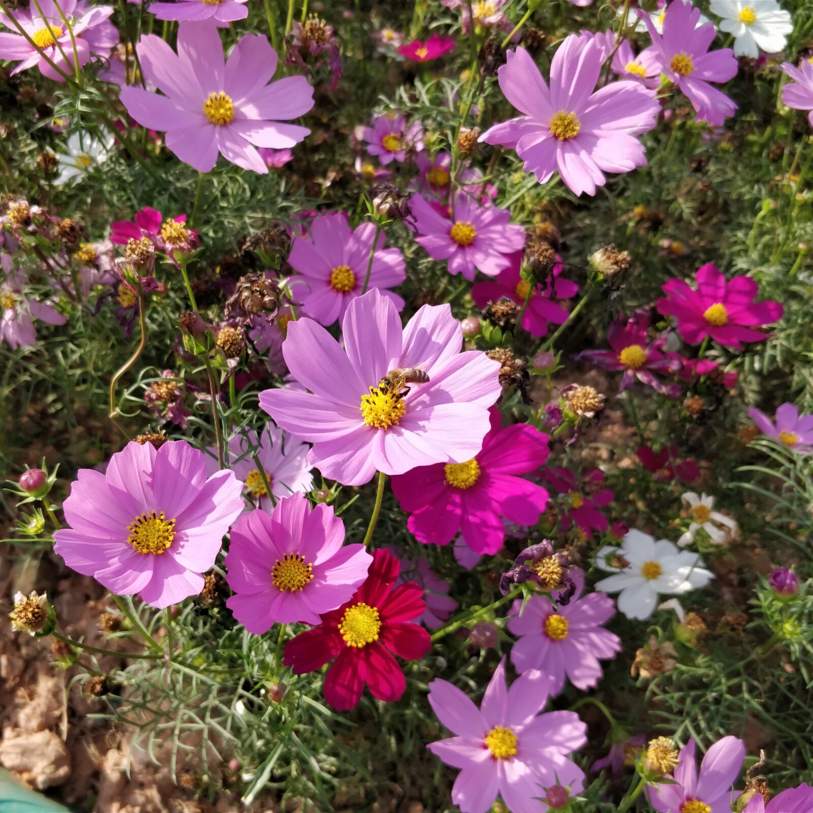 OnePlus 5 sample photo. Shenzhen, the scenery, flowers photography