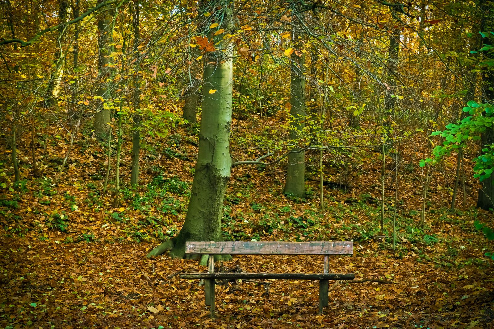 Olympus OM-D E-M10 sample photo. Autumn, nature, trees photography
