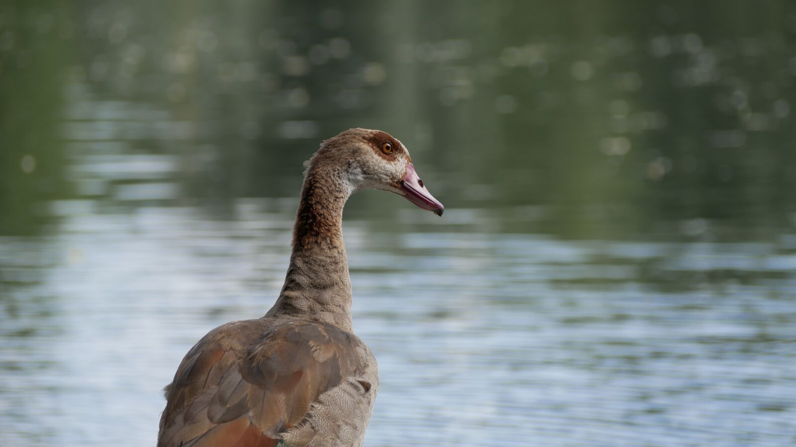 Panasonic Lumix DMC-GX85 (Lumix DMC-GX80 / Lumix DMC-GX7 Mark II) sample photo. Geese, boy, waterfowl photography