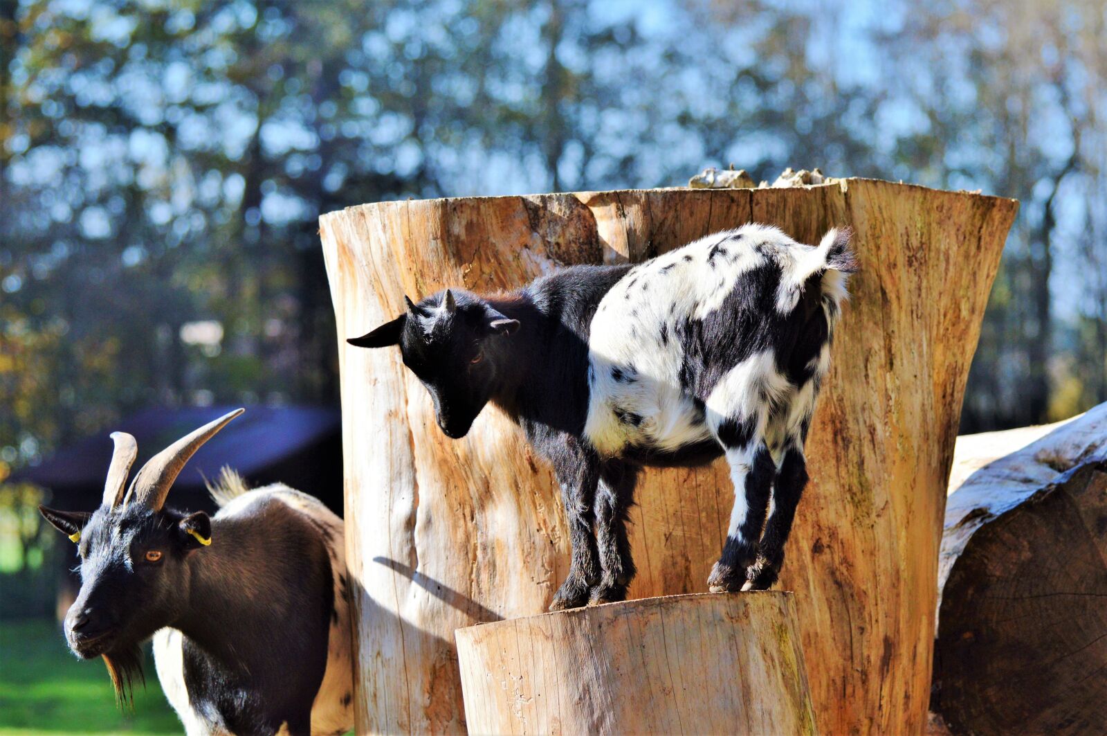 Nikon D3200 sample photo. Goat, livestock, billy goat photography