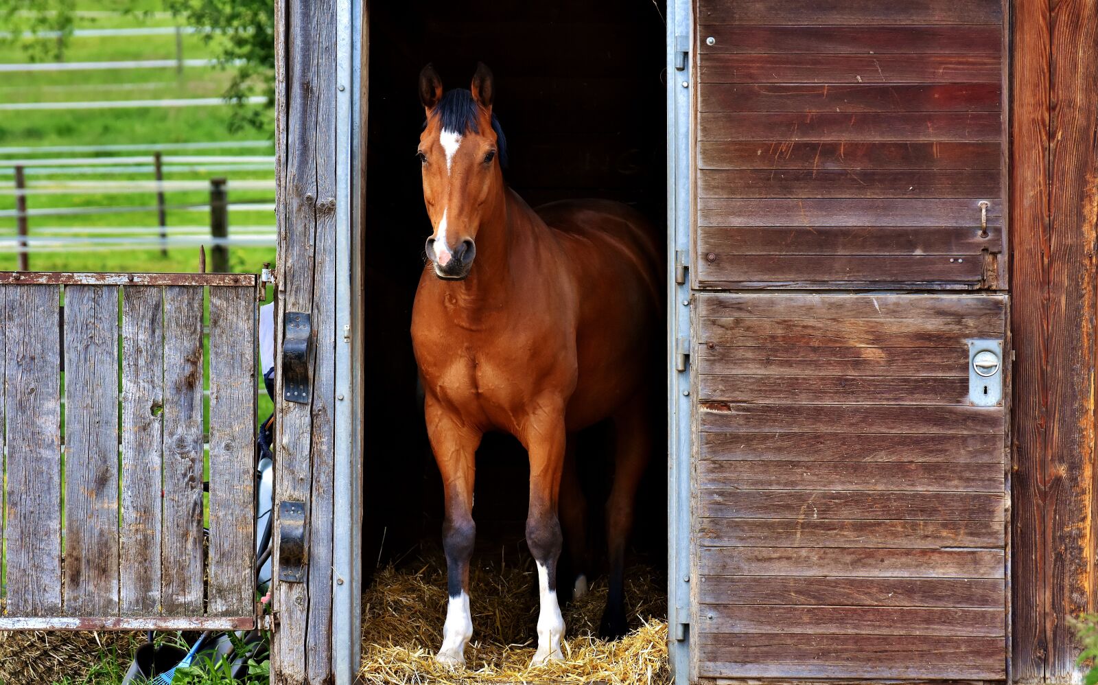 Nikon D7200 sample photo. Horse, brown, stall photography