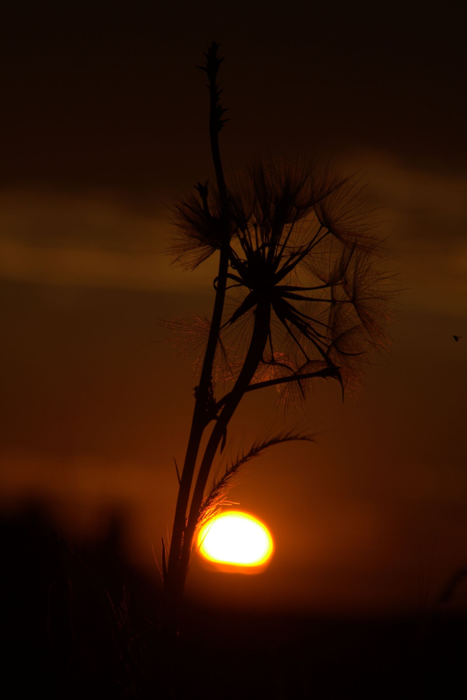 Canon EOS 700D (EOS Rebel T5i / EOS Kiss X7i) sample photo. Dandelion, sunset, evening photography