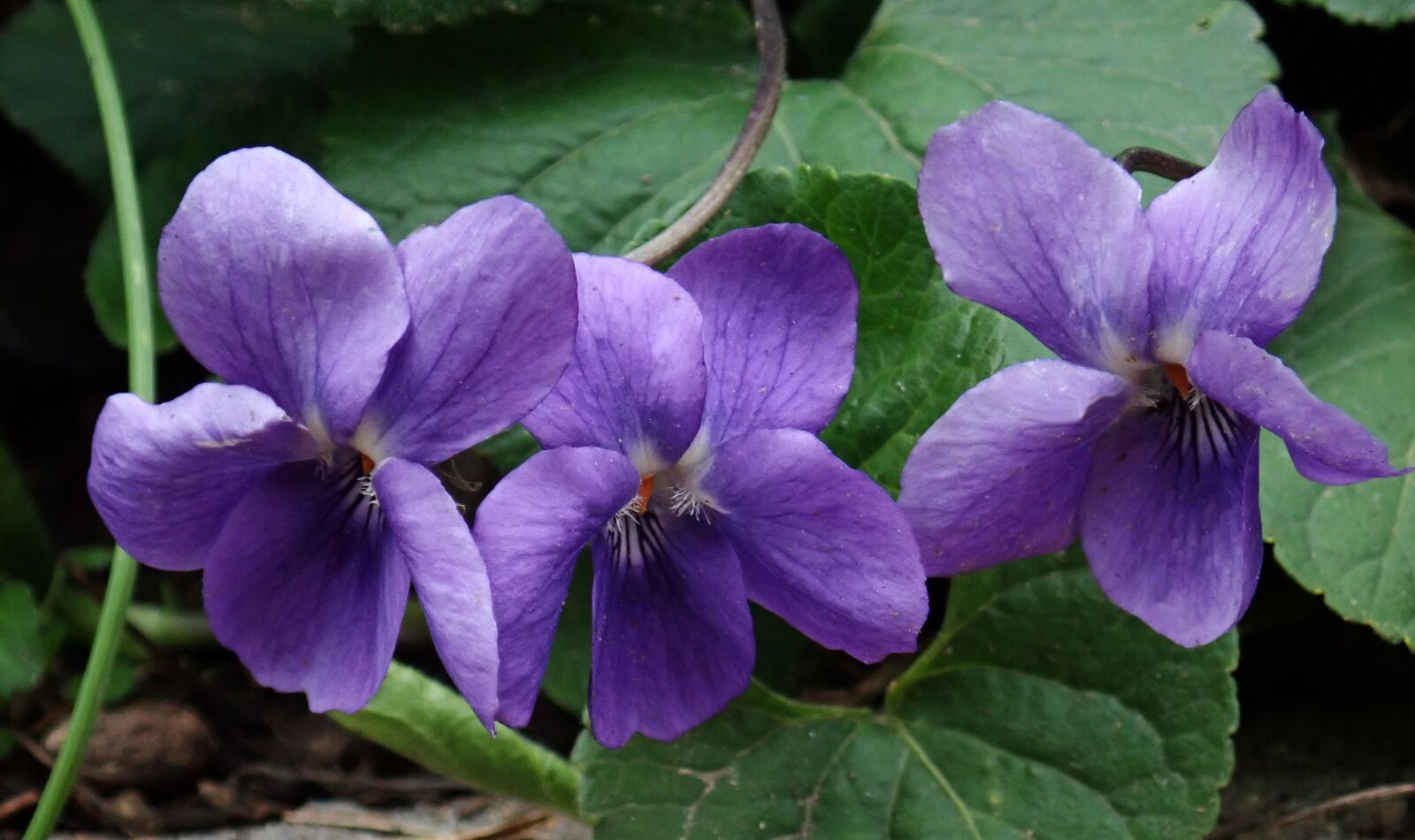 Olympus TG-5 sample photo. Violets, flowers, fragrant photography