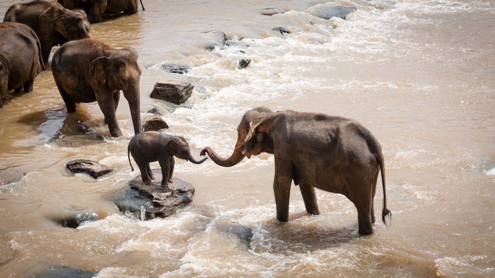 Canon EOS 5D + Canon EF 24-105mm F4L IS USM sample photo. Elephants, family group, river photography