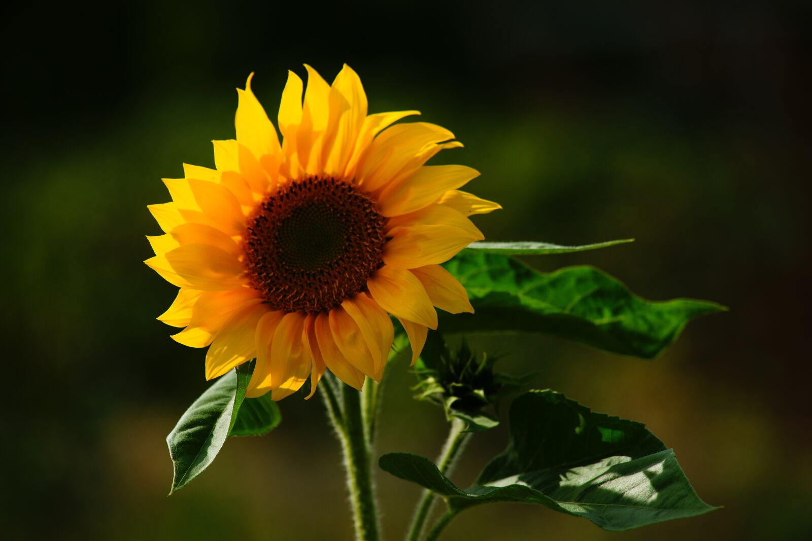 Sony Alpha DSLR-A900 sample photo. Sunflower, blossom, bloom photography