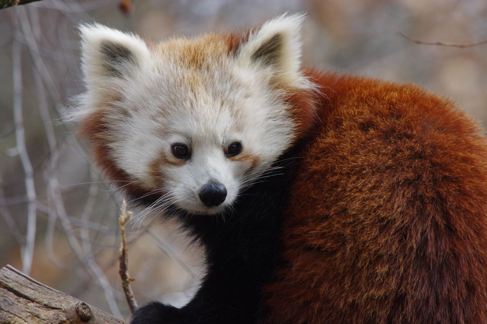Pentax K-3 sample photo. Panda, red, wild photography