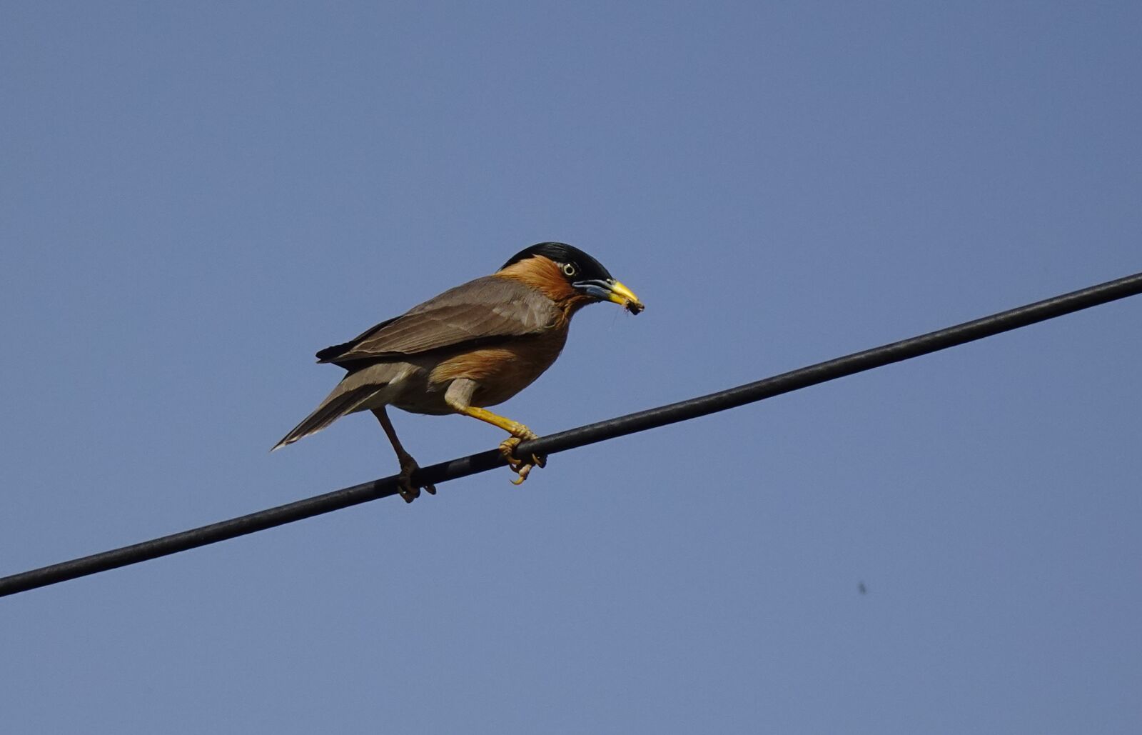 Sony DSC-WX800 sample photo. Bird, aves, brahminy myna photography