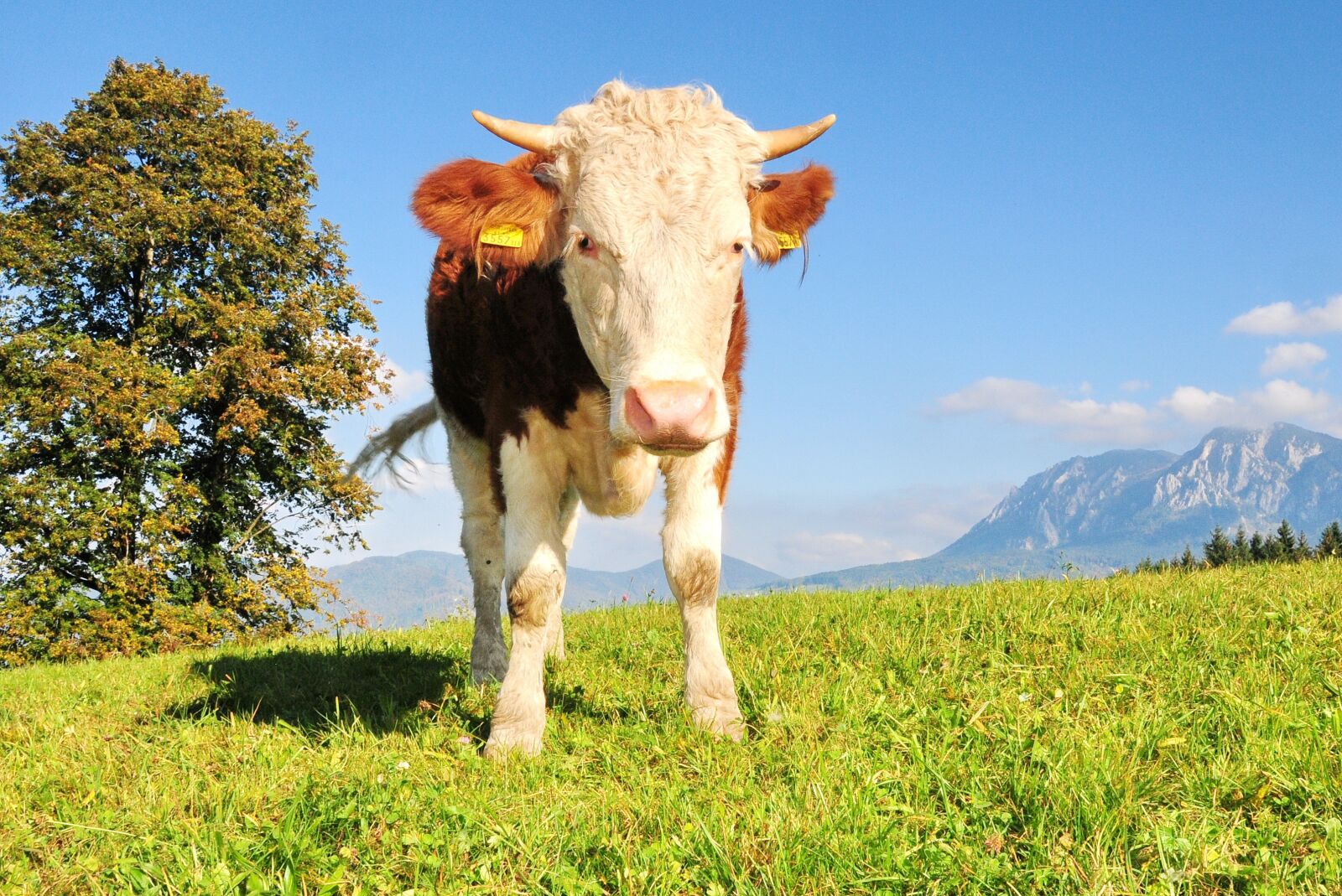 Nikon D300S sample photo. Cow, farm, holiday photography