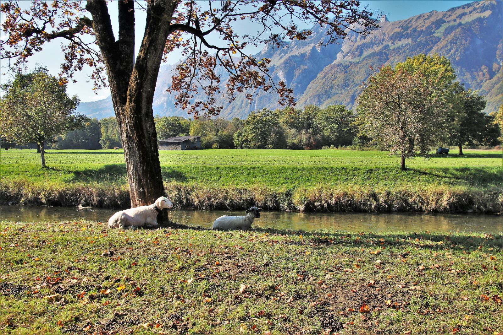 Canon EOS 80D sample photo. Sheep, the valley of photography