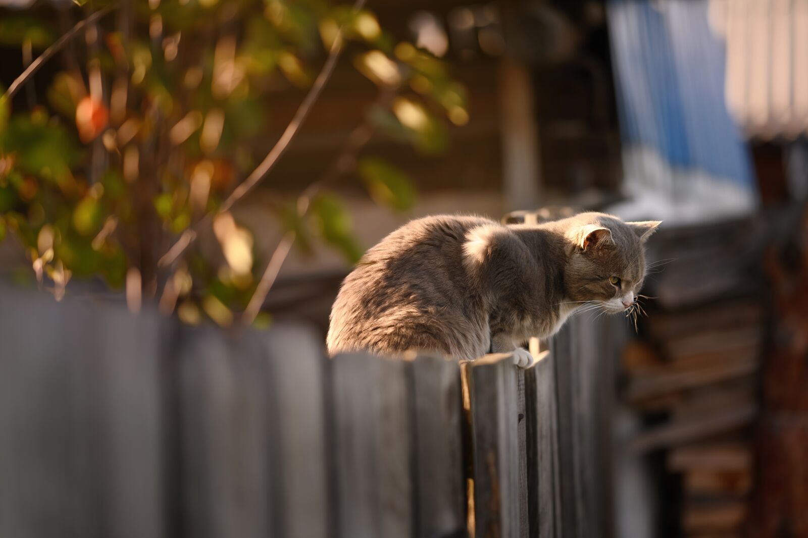 Nikon Nikkor Z 85mm F1.8 S sample photo. Cat, fence, wooden photography