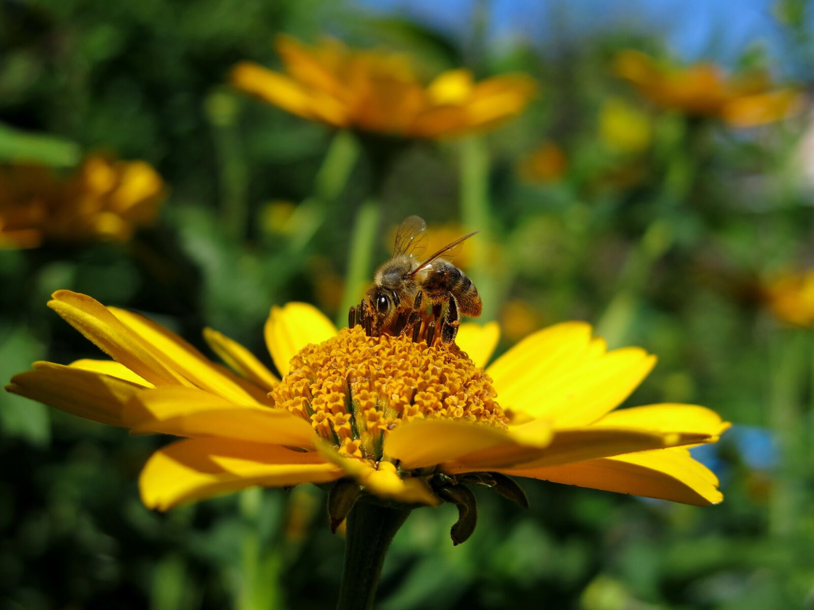 Canon PowerShot G15 sample photo. Bee, flower, yellow photography
