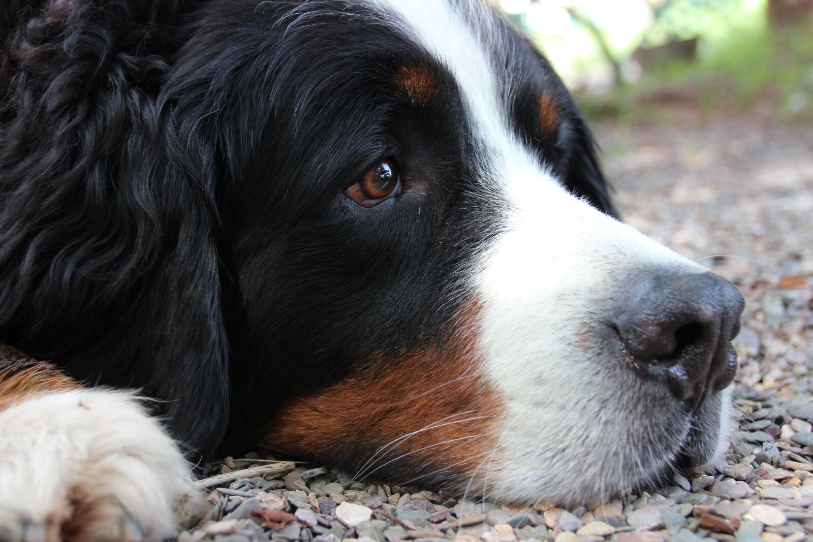 Canon EOS 600D (Rebel EOS T3i / EOS Kiss X5) sample photo. Dog, berner sennen, dog photography