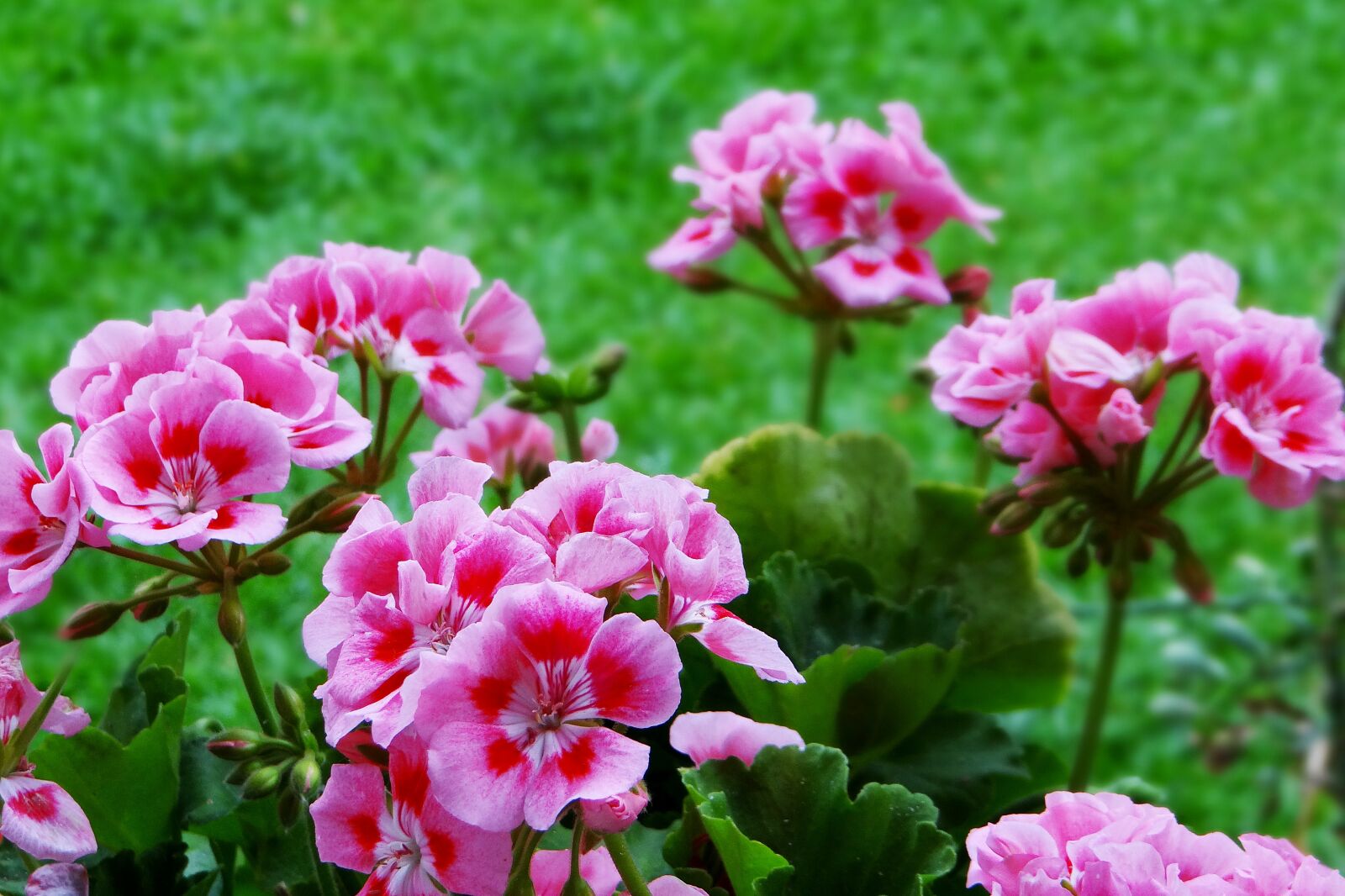 Sony DSC-HX200V sample photo. Flower, green, flowers photography