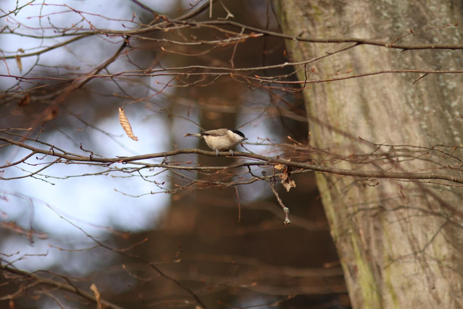 Canon EOS M50 Mark II (EOS Kiss M2) sample photo