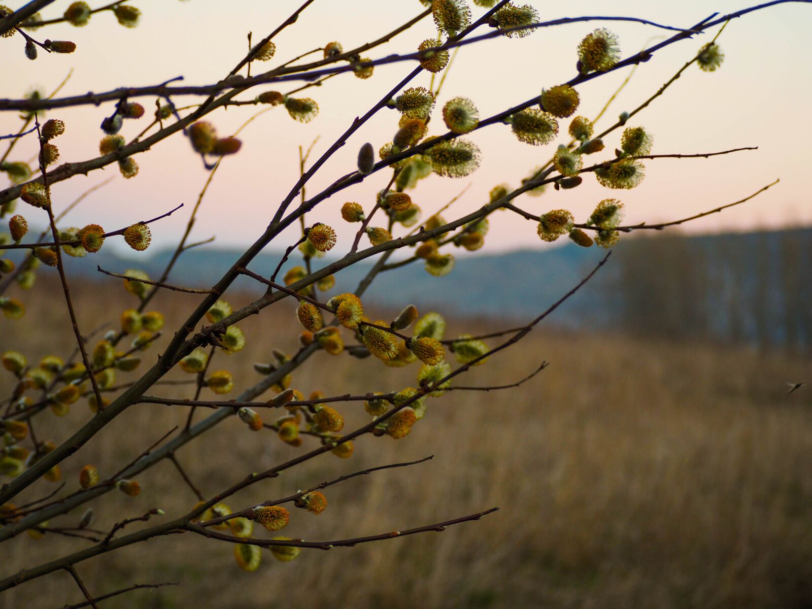 Olympus OM-D E-M10 II sample photo. The basis of, easter photography