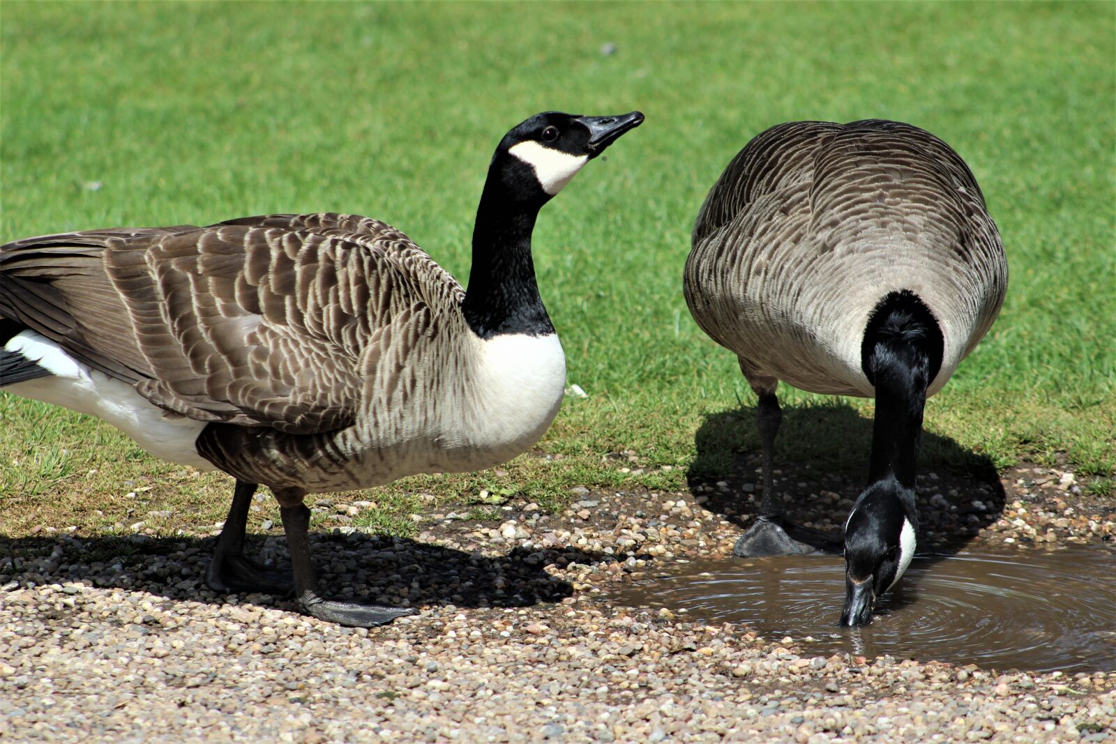 Canon EF75-300mm f/4-5.6 sample photo. Goose, bird, nature photography