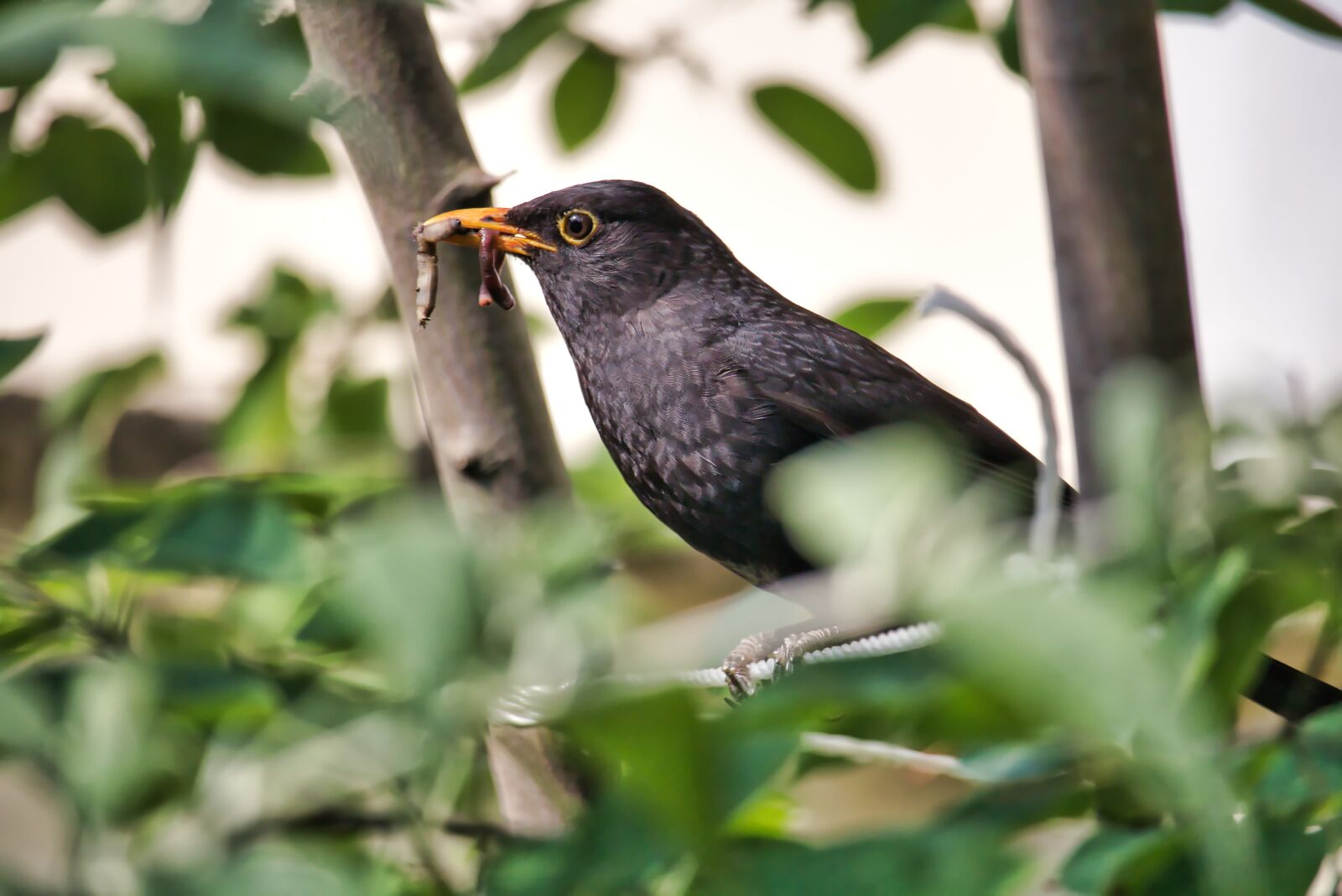 Canon EOS 750D (EOS Rebel T6i / EOS Kiss X8i) sample photo. Nature, bird, feather photography