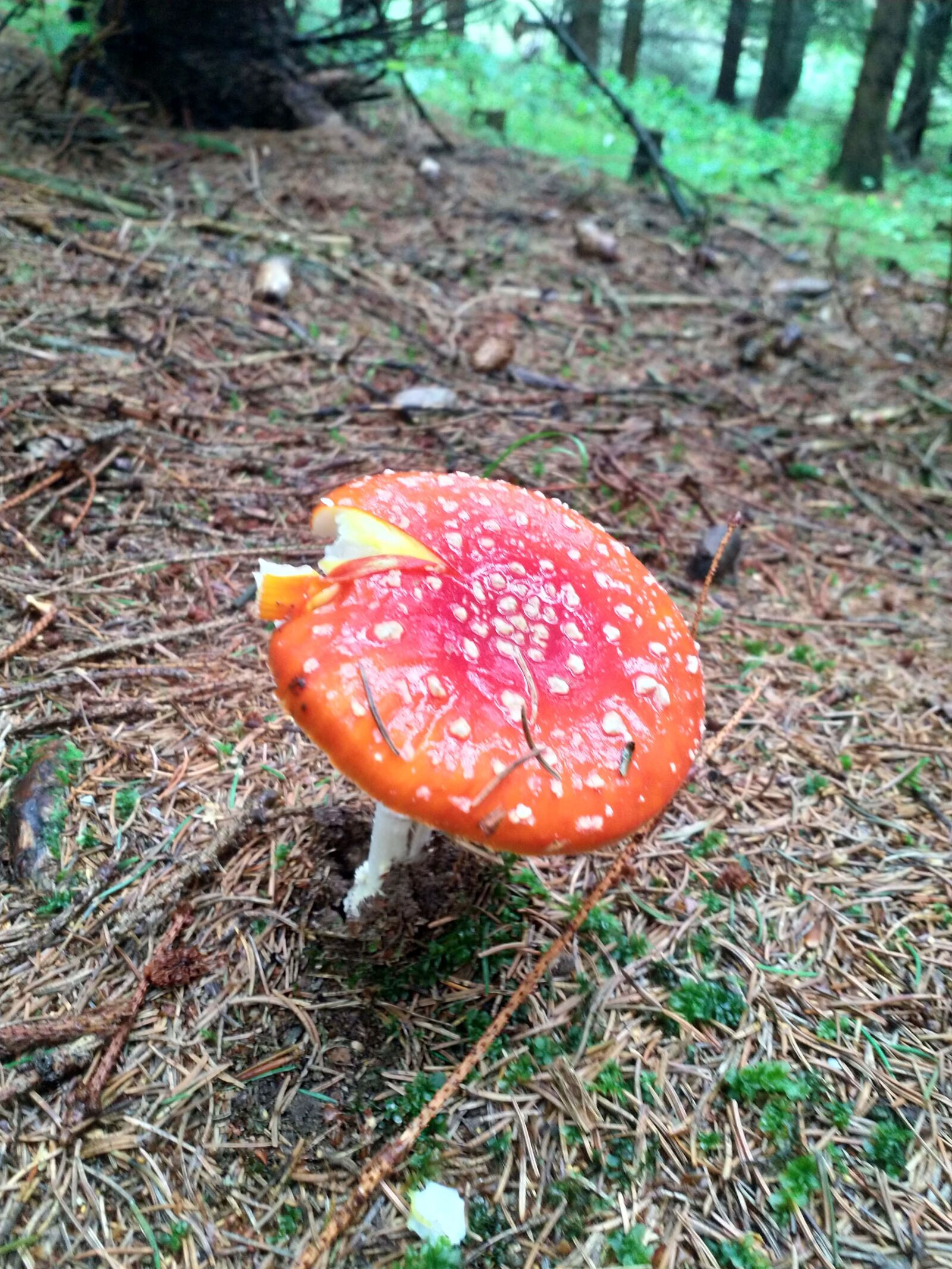 HMD Global Nokia 8 sample photo. Poison, food, fungi photography