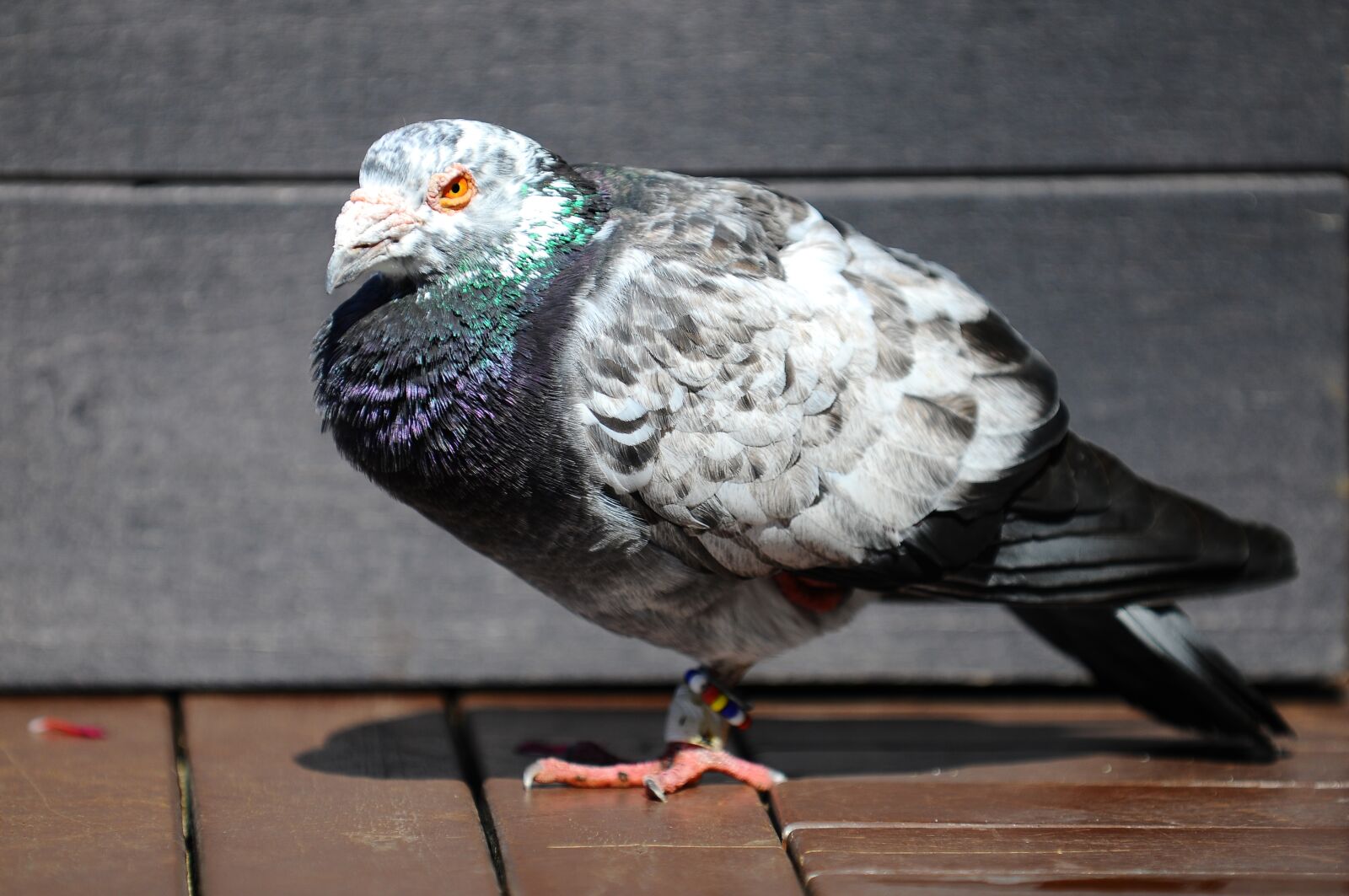 Nikon D300 sample photo. Pigeon, bird, animal photography