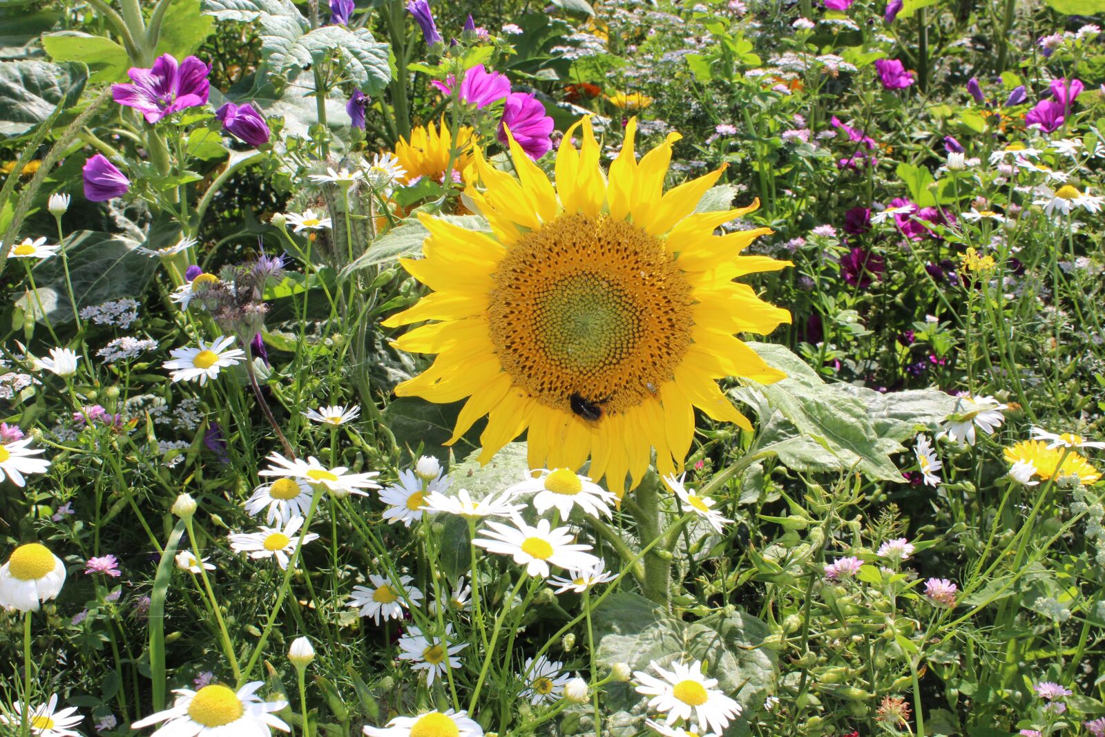 Canon EOS 600D (Rebel EOS T3i / EOS Kiss X5) sample photo. Field flowers, sunflower, colorful photography