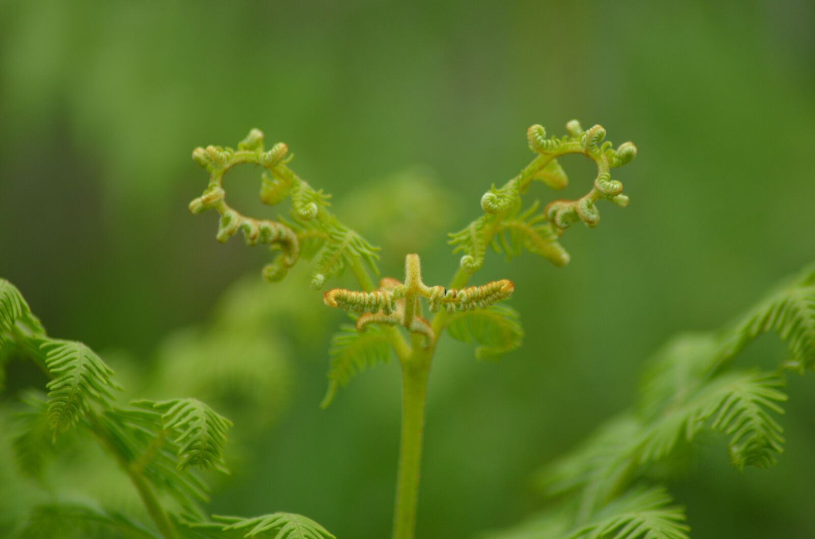 Nikon D5100 sample photo. Nature, sprout, forest photography