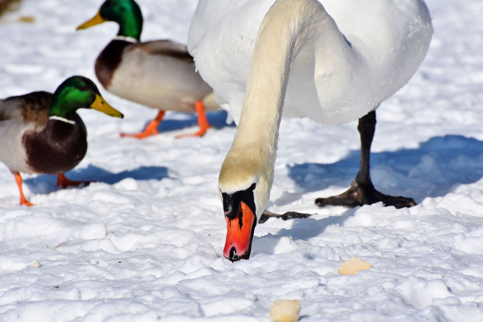 Nikon D7200 sample photo. Swan, water bird, schwimmvogel photography