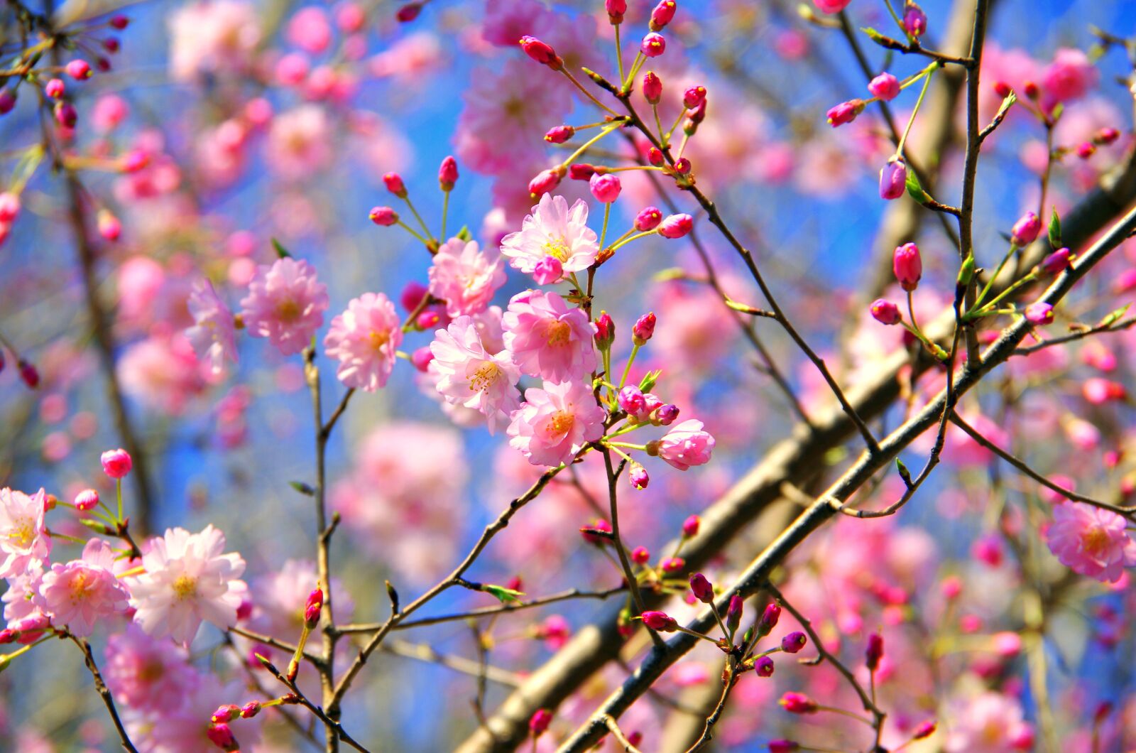 Pentax K-30 sample photo. Branch, flowers, cherry photography