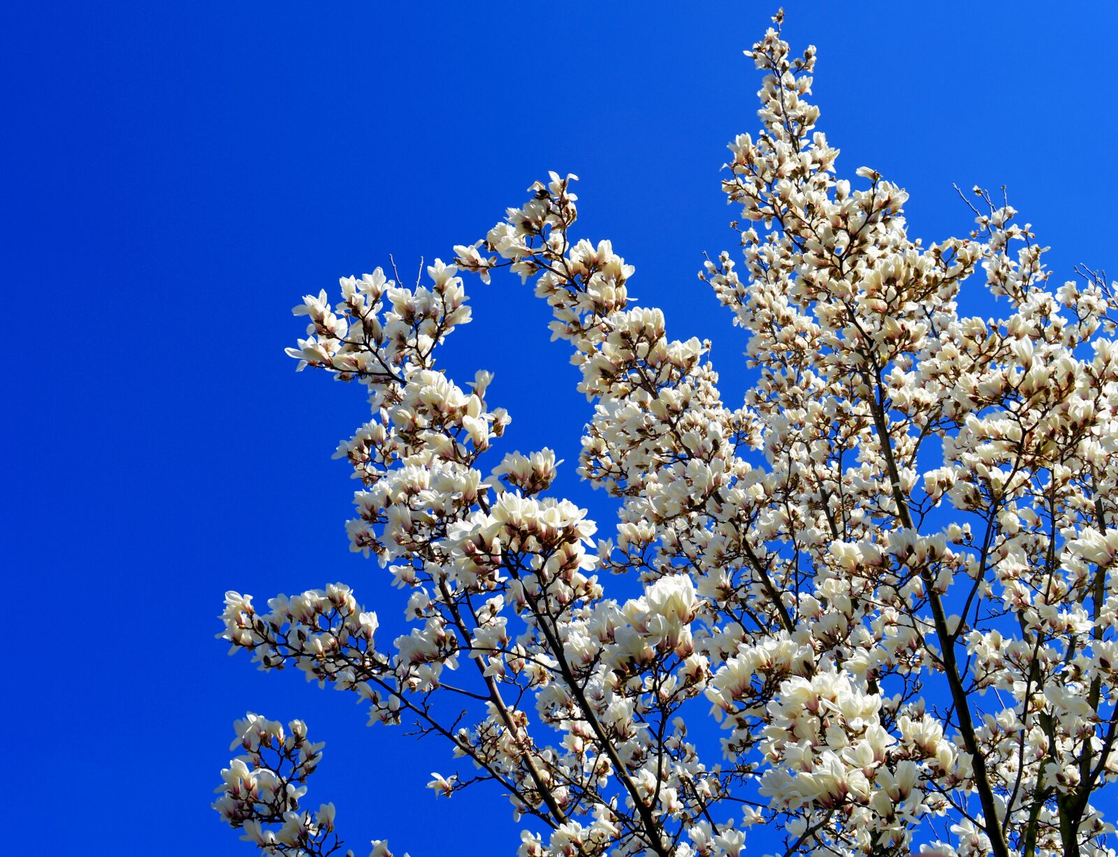 Nikon D3200 sample photo. Magnolia, magnolia tree, spring photography
