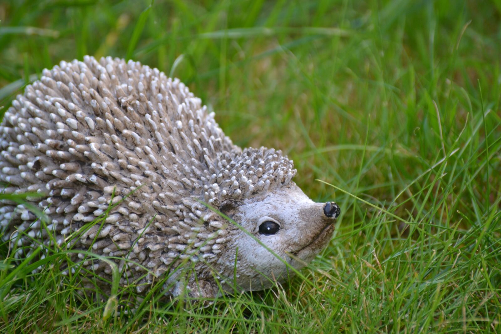 Nikon D3100 sample photo. Hedgehog, autumn, nature photography