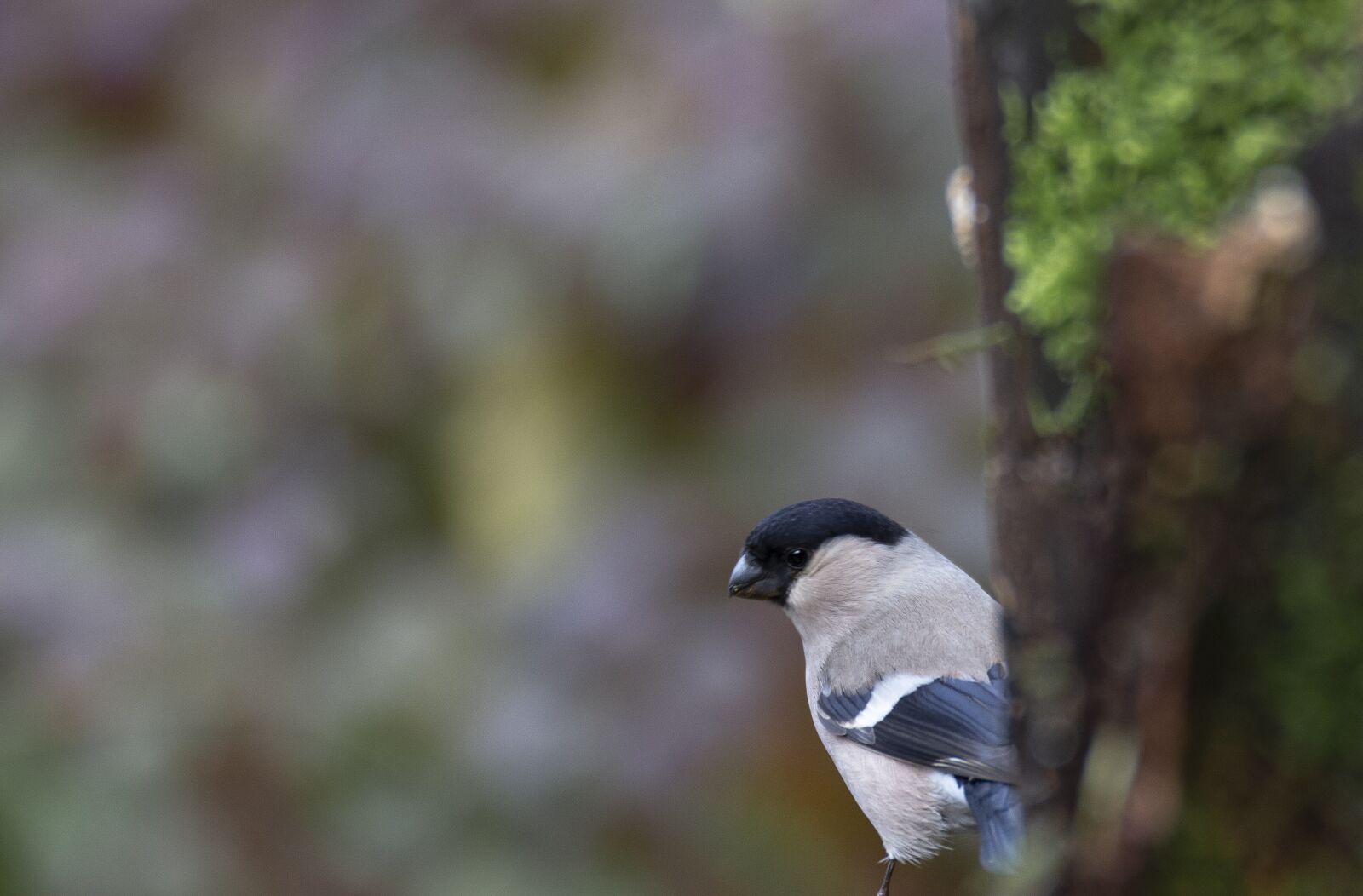 Canon EOS 7D sample photo. Cherry cutter, titmouse, k photography