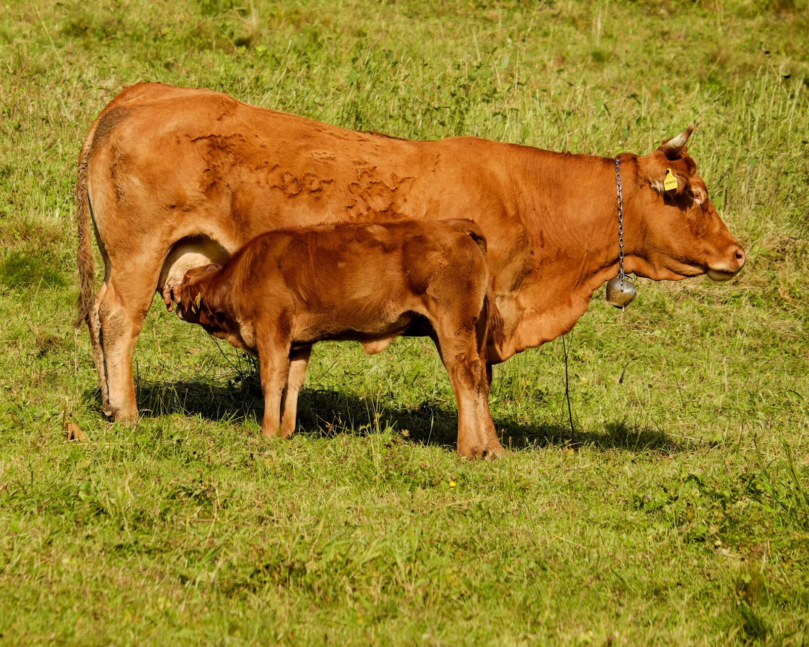 Fujifilm XF 55-200mm F3.5-4.8 R LM OIS sample photo. Cow, calf, suckle photography