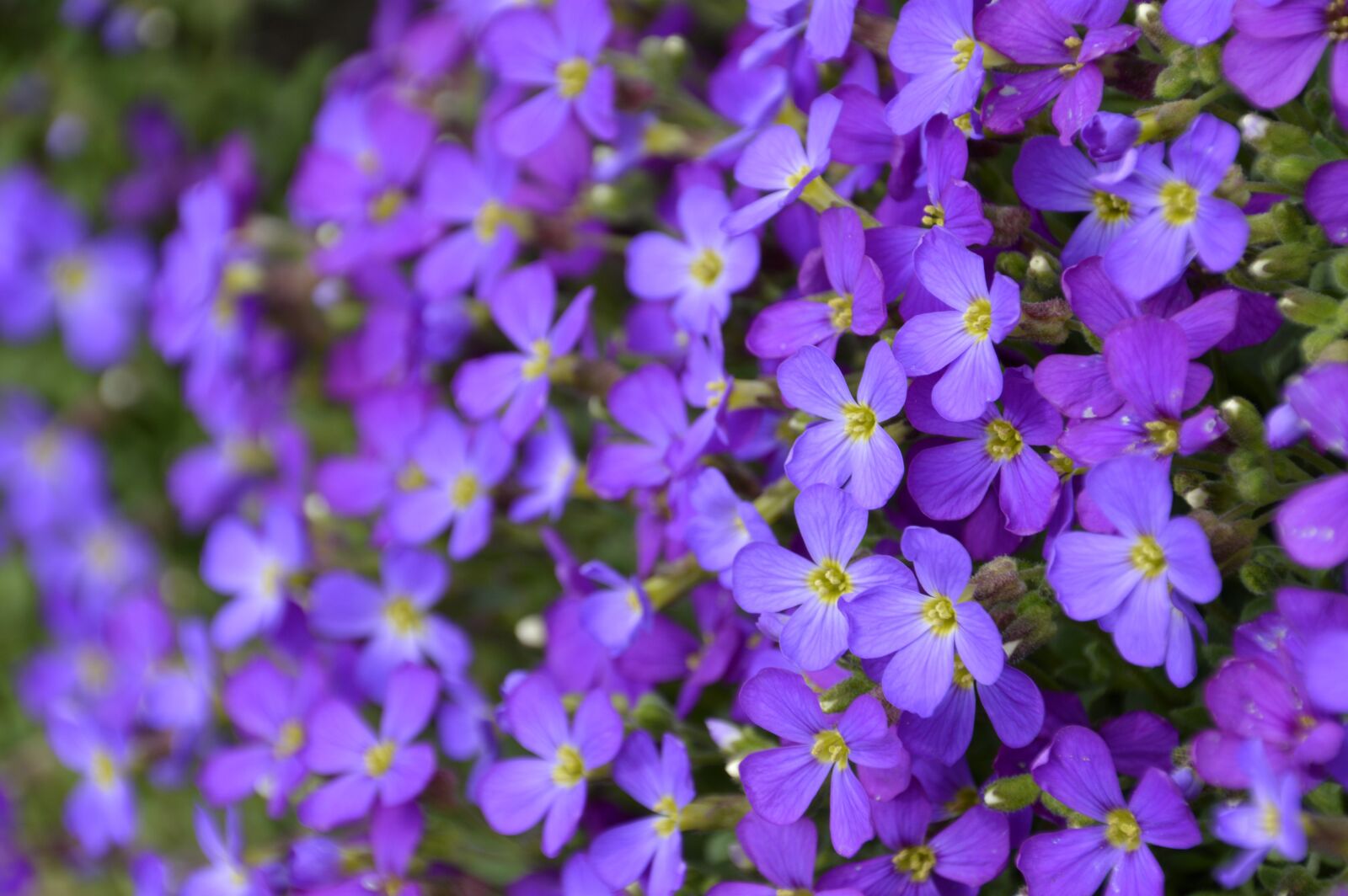 Nikon D3200 sample photo. Flower, plant, nature photography