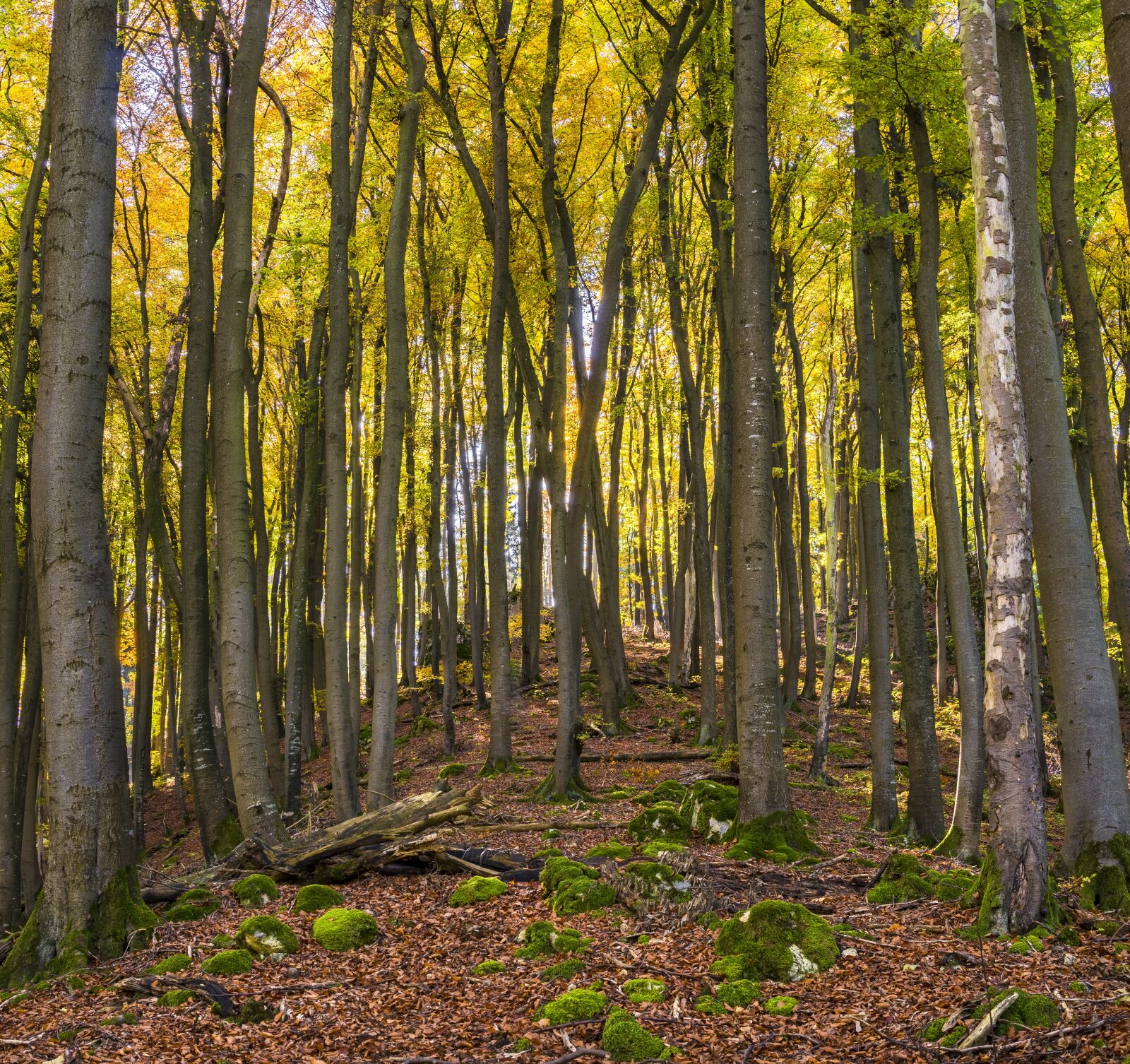 Sony a6300 + Sigma 30mm F2.8 EX DN sample photo. Mountain, trees, hill photography