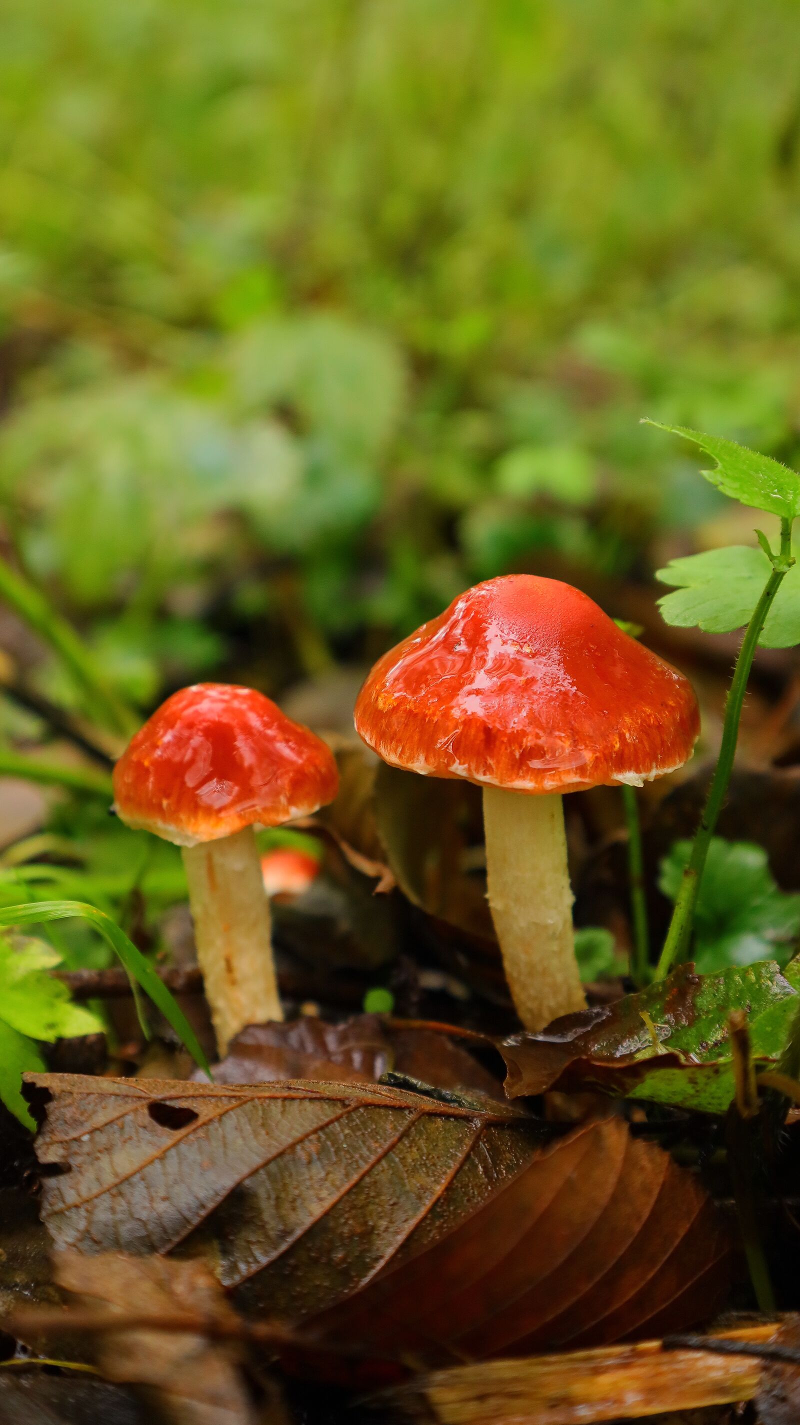 Canon EF-M 15-45mm F3.5-6.3 IS STM sample photo. Mushroom, forest, nature photography
