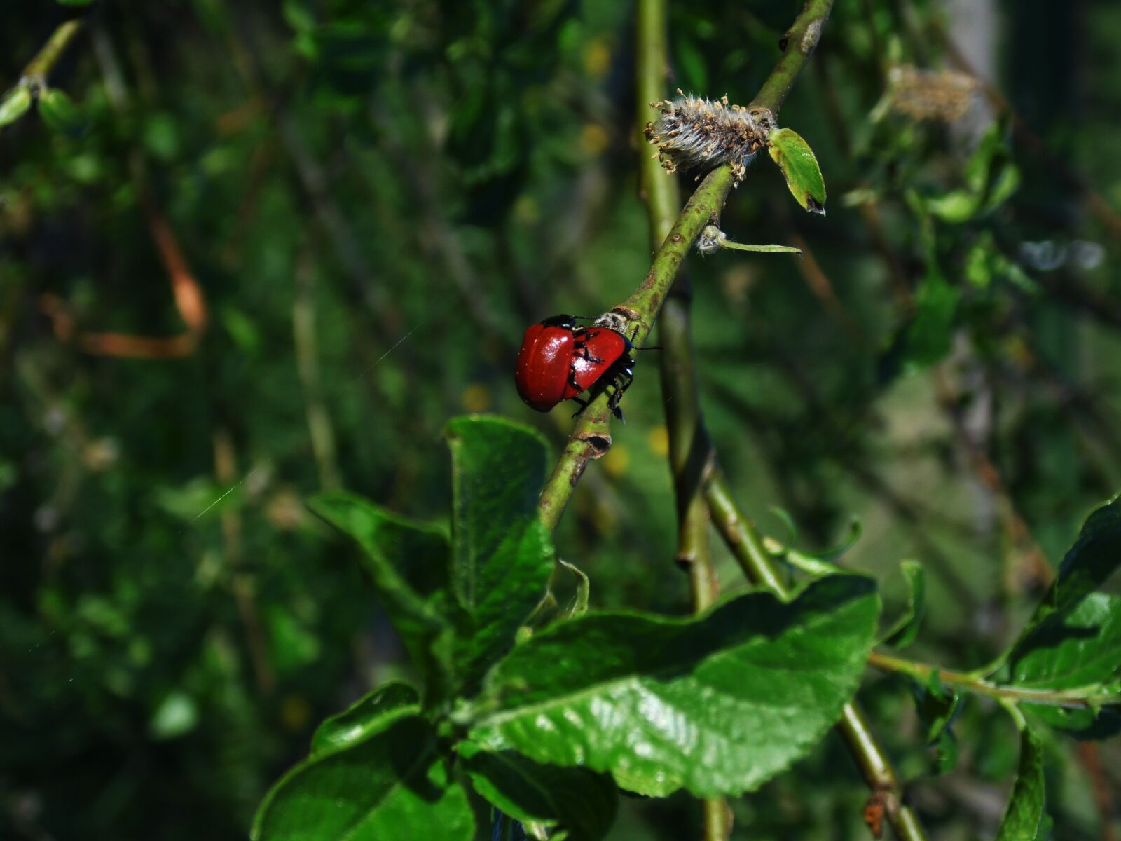 Samsung WB100/  WB101 sample photo. Nature, animal, flower photography