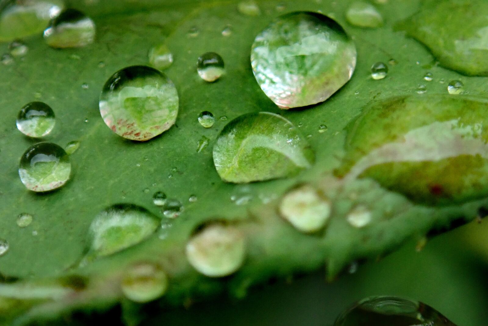 Olympus TG-5 sample photo. Leaf, raindrops, water photography