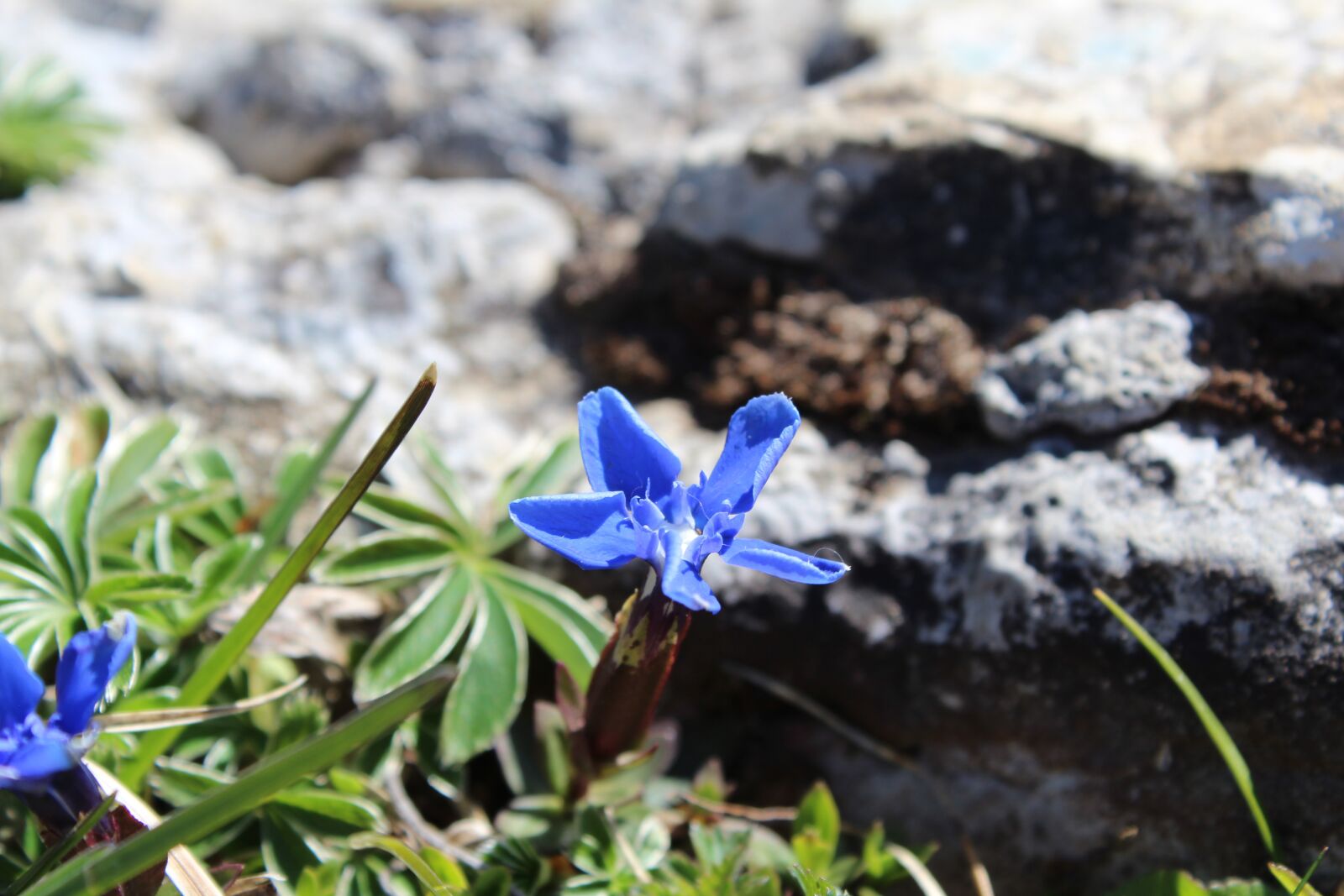Canon EOS 1200D (EOS Rebel T5 / EOS Kiss X70 / EOS Hi) sample photo. Alpine, flower, flora photography